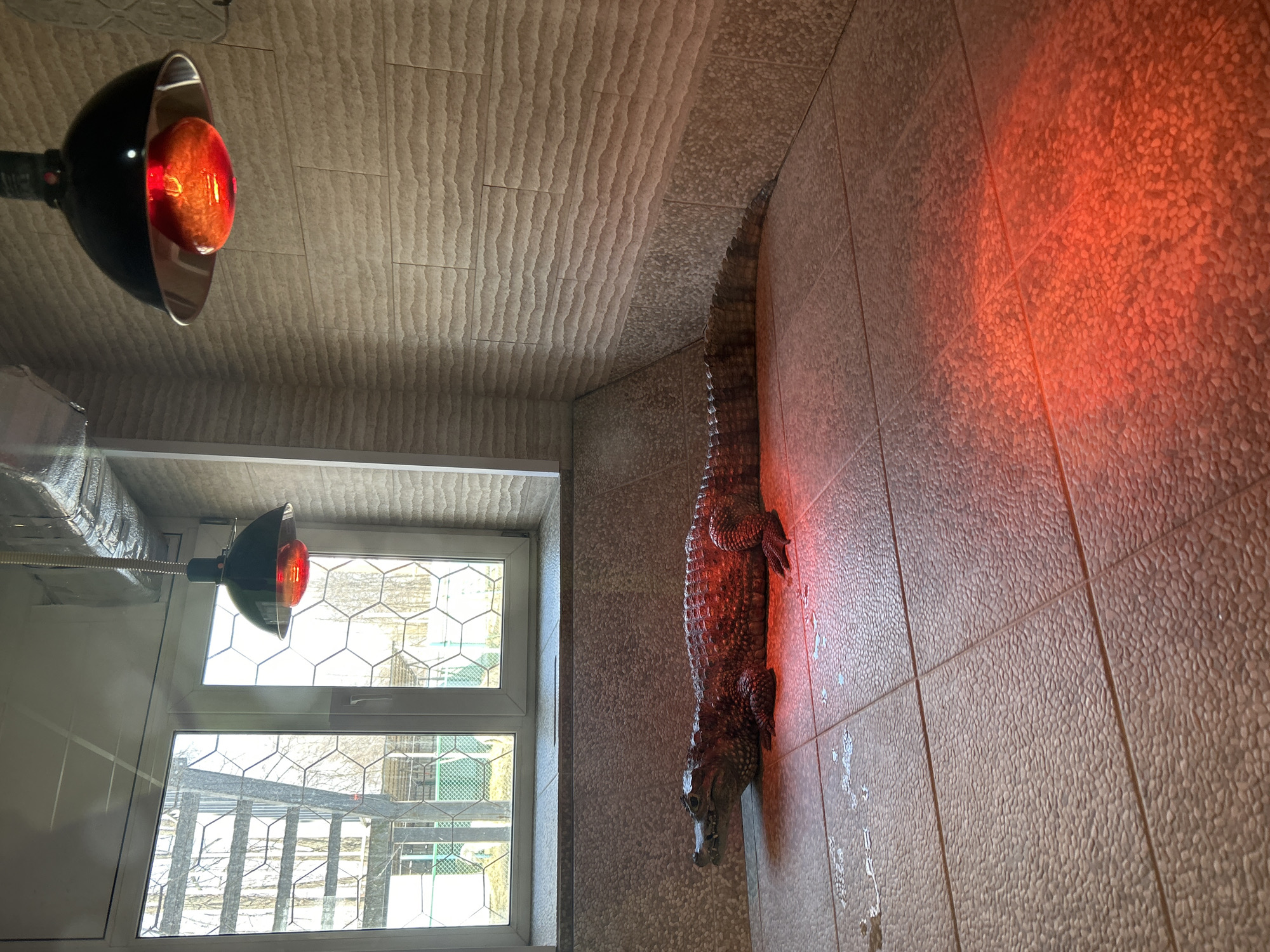 A medium shot depicts an alligator on a tiled wall illuminated by a red heat lamp. The alligator's body runs vertically up the right side of the frame. To the left is a window with a view of trees and a building exterior. Another heat lamp is visible above the window. The ceiling and wall are tiled. The location is Chaikovsky, Russia.