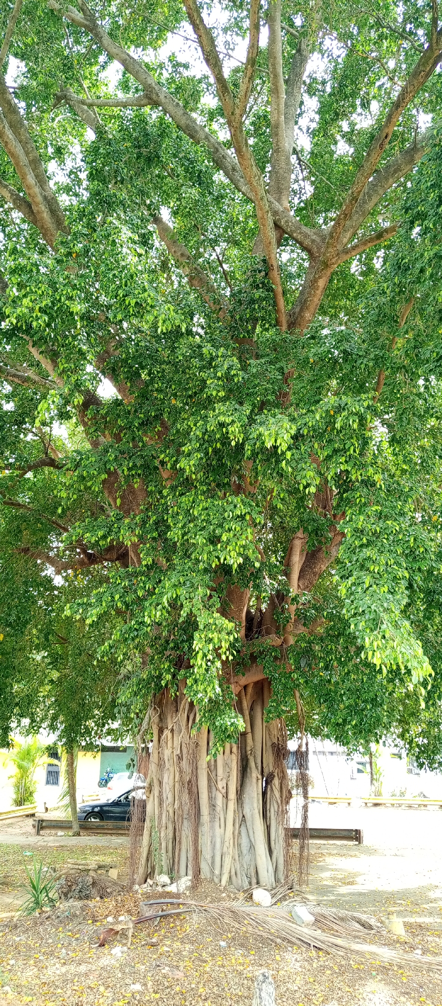 The image captures a large tree with an extensive canopy, located in Tinaquillo, Venezuela. The tree's aerial roots have grown down to the ground, creating a massive base that appears like multiple trunks fused together. The ground beneath the tree is covered with fallen leaves and debris. In the background, there are glimpses of buildings and a parked car, suggesting an urban or suburban setting. There are also benches nearby the tree.