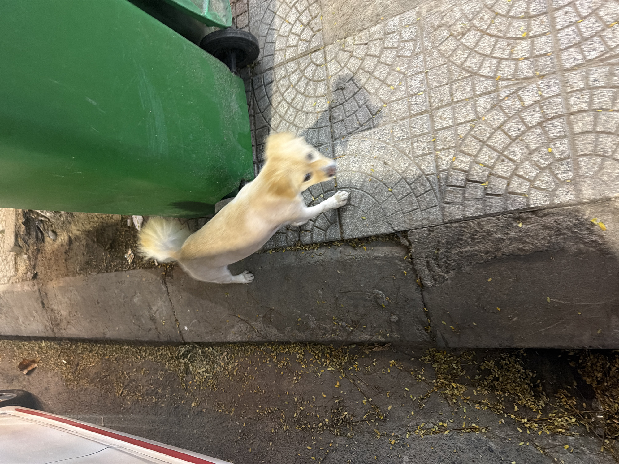 A high-angle shot depicts a light-colored, medium-sized dog near a green waste bin on a patterned sidewalk. The sidewalk transitions to a concrete curb, then to a dirt area strewn with leaves. A portion of a white vehicle is visible at the bottom of the frame. The scene suggests an urban environment, but location is not verifiable.