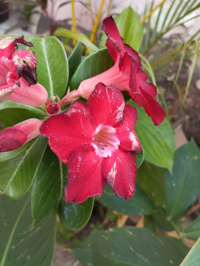 The image displays a vertical, close-up view of a flowering plant. The central subject is a fully open, five-petaled dark red flower, exhibiting faint pinkish variegation and scattered white speckling on its petals, with a pale pink to white throat. To the upper right, a partially visible, bell-shaped dark red flower extends from the background. To the upper left, a withered or decaying flower displays mottled pink, brown, and off-white coloration. Multiple small red flower buds are visible near the base of the central flower. The flowers are surrounded by numerous dark green, ovate leaves. The background is out-of-focus, showing indistinct green foliage and lighter-toned elements. No people, specific actions, or interactions are visible. No visual information within the image identifies a specific location in Guacara, Venezuela.
