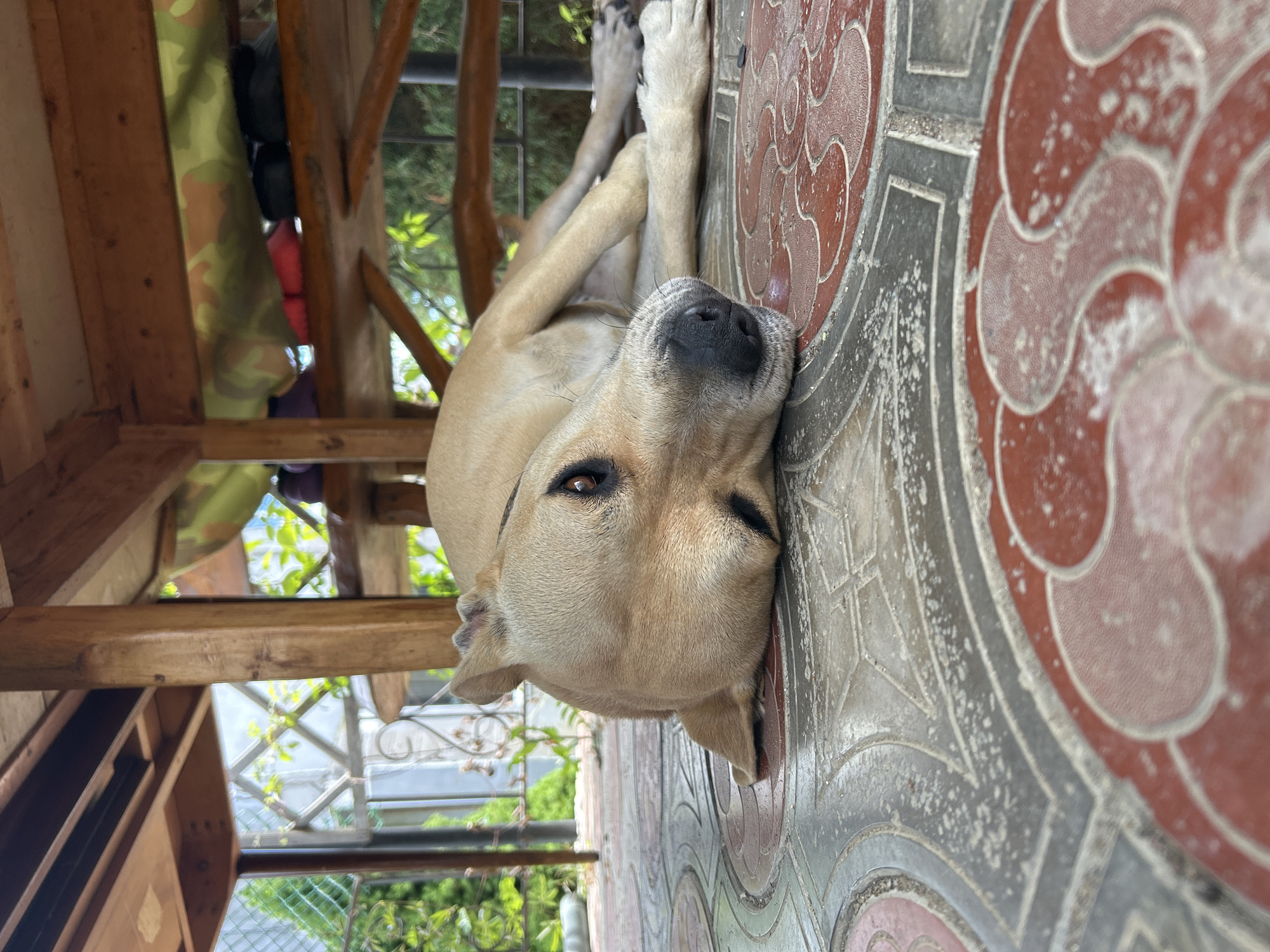 A tan dog lies on its side on a patterned tile floor beneath a wooden structure. The dog's head is turned towards the camera, with its eyes open and looking forward. Its body is relaxed, and its paws are tucked underneath it. The wooden structure above appears to be a patio cover or gazebo, with wooden posts and beams supporting a roof that is not fully visible. In the background, a metal fence and greenery can be seen, suggesting an outdoor setting. The tile floor has a decorative pattern of red and gray elements. The lighting suggests it is daytime.