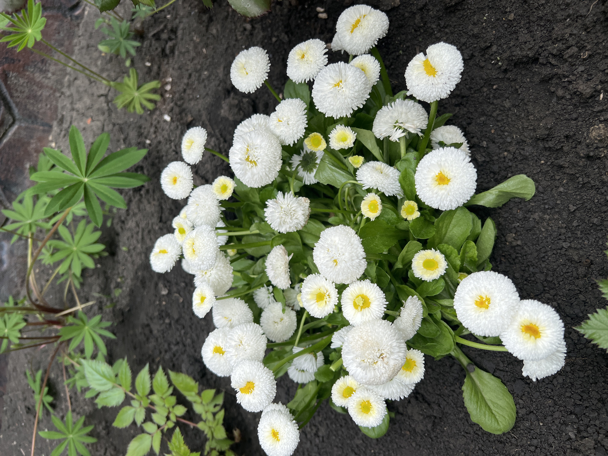 The image shows a patch of Bellis perennis flowers (English daisy) growing in dark soil. The flowers are mostly white with yellow centers, and their stems are surrounded by green leaves. To the left of the daisies are other green plants with palmate leaves. The location is implied to be in the city of Yessentukskaya, Russia.