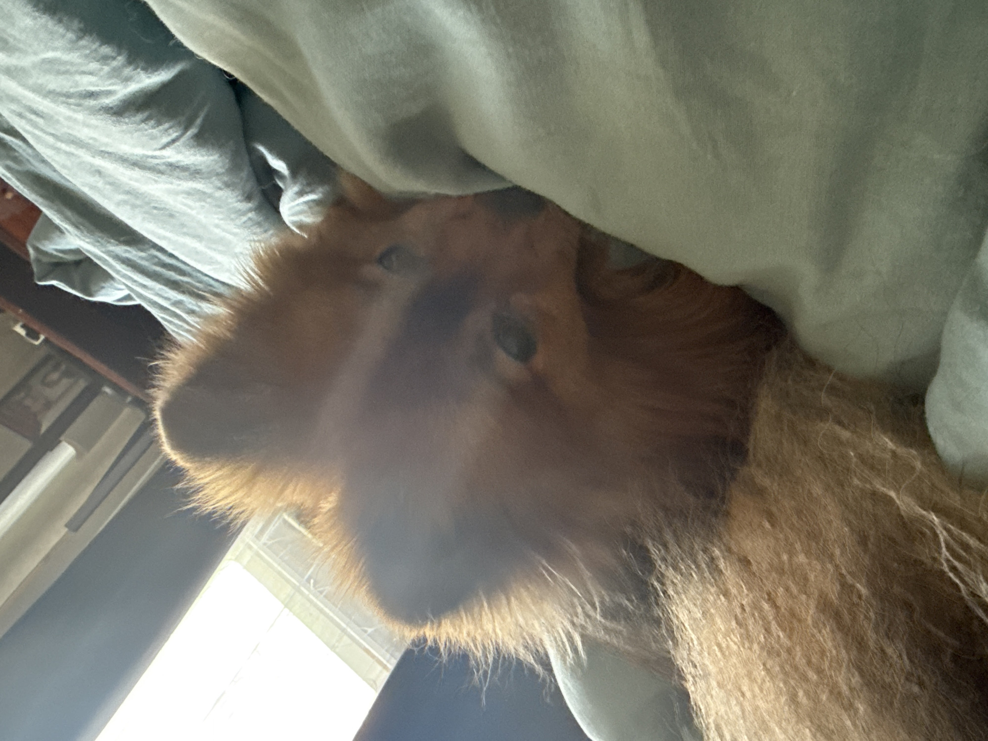 A medium shot shows a Pomeranian dog lying on a bed, nestled into light blue bedding. The dog is reddish-brown with fluffy fur and is looking towards the camera with its head resting on the pillow. The background is out of focus and appears to be a bedroom with a window and a wooden shelf unit. There are no people visible in the image. The image is taken in Khimki, Russia.