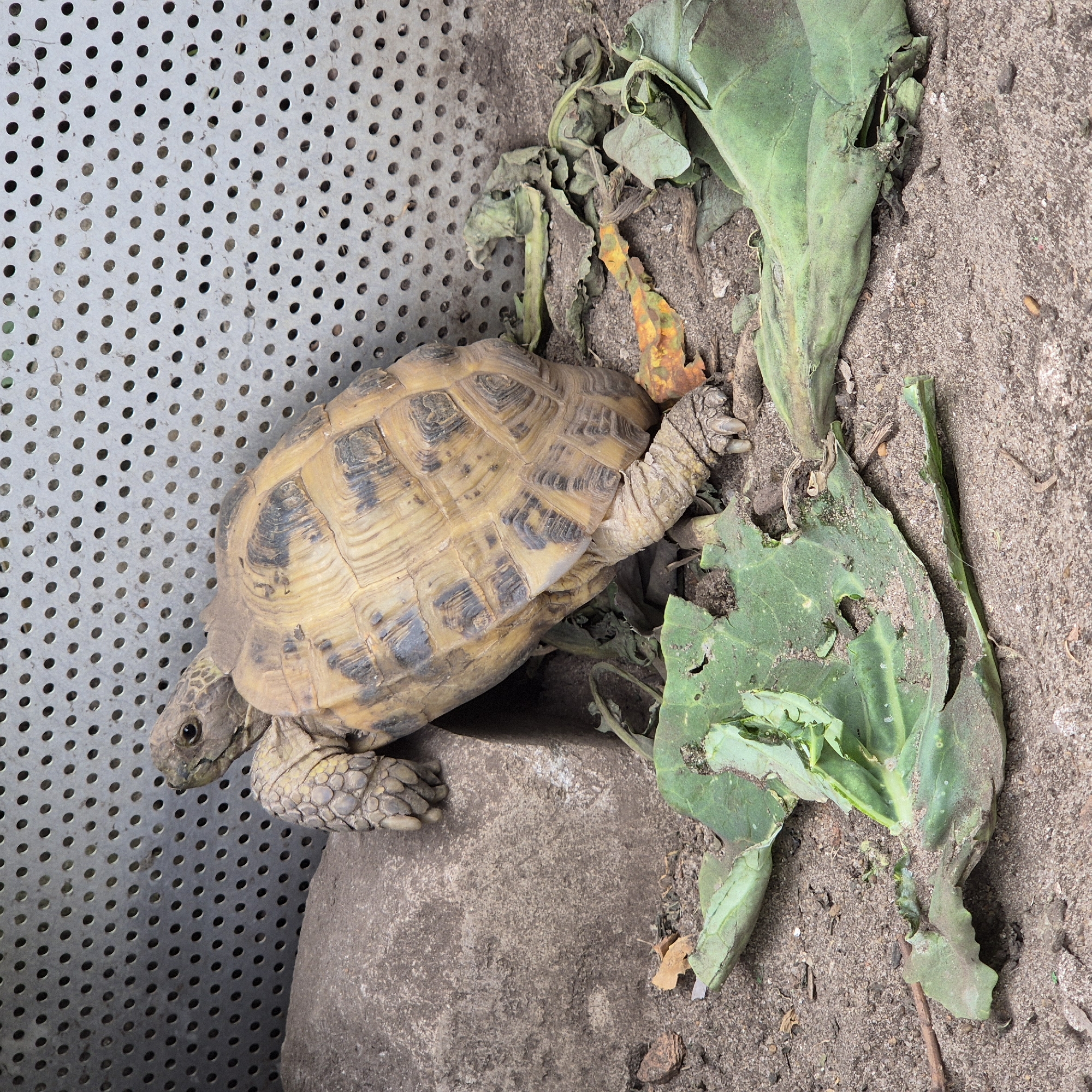 A tortoise is resting on sandy ground next to a large rock and a metal grate. The tortoise's shell is a mix of yellow and brown with black markings. It has its head and front legs visible. In front of the tortoise are several large green leaves, some of which are wilted or torn, suggesting they may have been eaten. The background features a perforated metal sheet. The scene appears to be an outdoor enclosure. There is no indication of the city of Liski, Russia, or any other specific location.