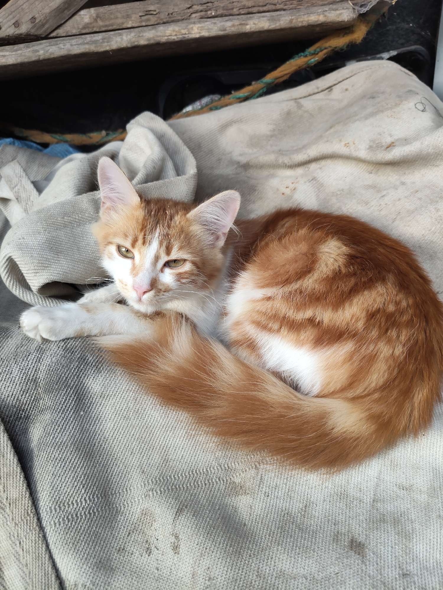 A ginger and white kitten is curled up on a light-colored, textured fabric, possibly a blanket or tarp. The kitten's body is mostly facing to the right, with its head turned to the left, looking towards the camera with its eyes partially closed. Its fur is a mix of orange and white, with distinctive tabby markings on its body and tail. The kitten's left front paw is resting gently on the fabric. Behind the kitten, a dark, rough-hewn wooden surface is visible, suggesting an outdoor or rustic setting. The fabric beneath the kitten appears somewhat worn and has a few dark smudges. The scene is lit by natural light, creating shadows and highlighting the texture of the fabric and the kitten's fur. The specific location in Gîrbova, Moldova is not discernible from the visual information provided in the image.