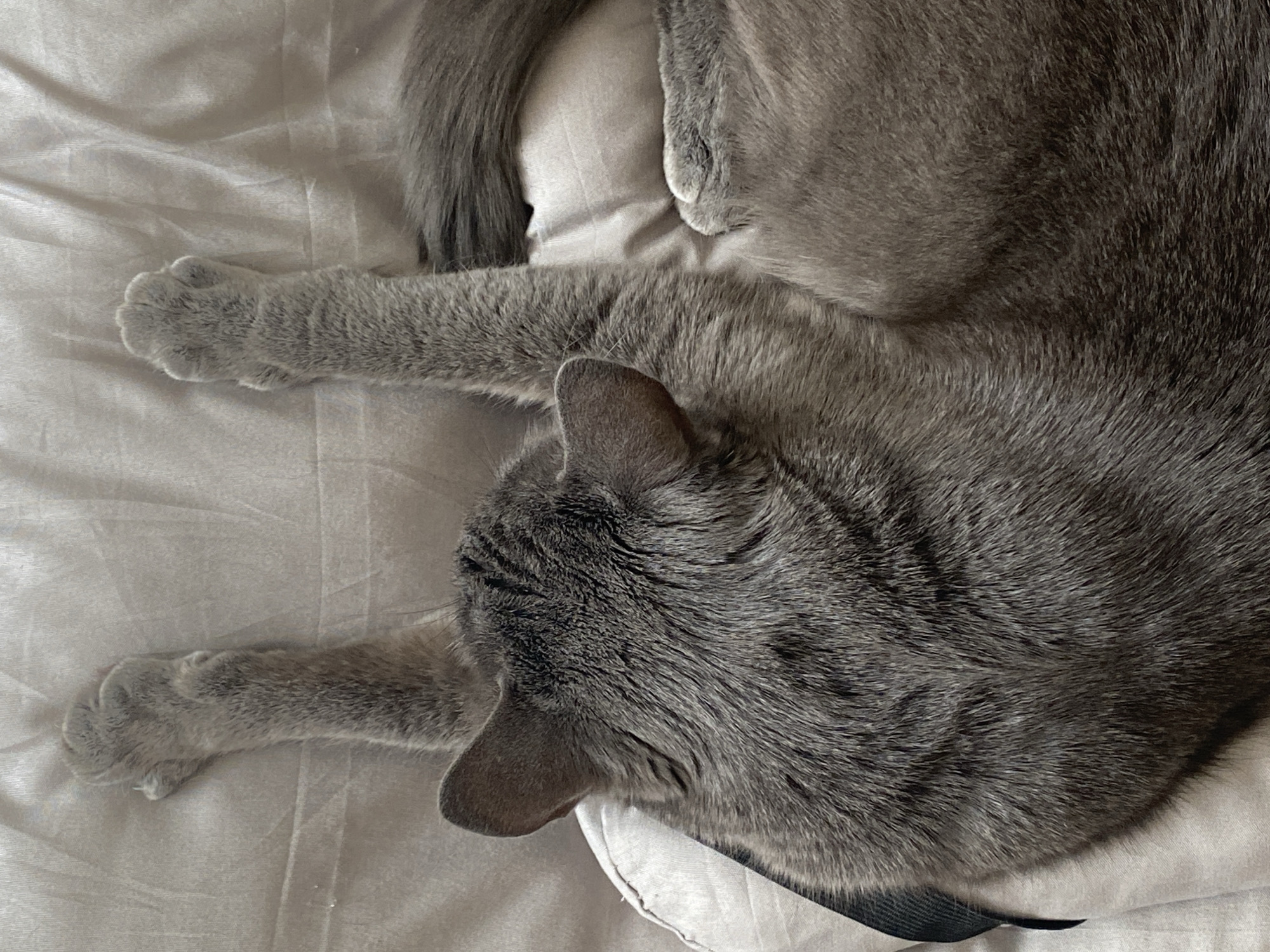 A gray cat is lying on a bed covered in a light gray sheet. The cat is curled up, with its head turned to the left and its paws outstretched. The cat's fur is short and dense. A cushion is visible under the cat’s body. The location is unknown; the claim about Chaikovsky, Russia is unsupported by the image.