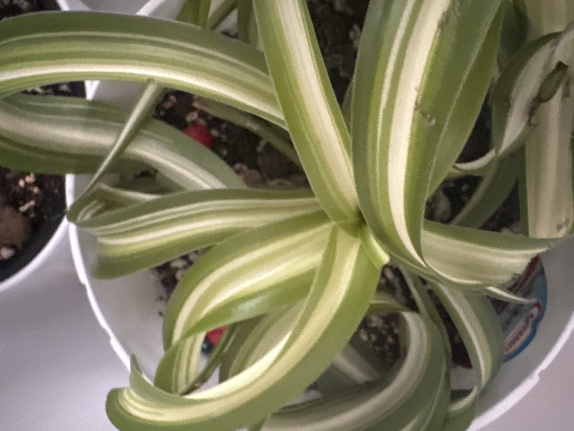 A close-up, overhead shot shows a spider plant in a white pot. The plant has long, arching leaves with green edges and white stripes down the center. The leaves are curled and twisted, creating a dynamic visual effect. The soil in the pot is dark and appears to be a mix of organic matter and perlite. In the background, a blurry white surface suggests another pot or container. The scene is likely indoors, given the controlled lighting and the indoor plant. There are no people or animals visible in the image, nor any specific landmarks that would indicate a location in Znamya Oktyabrya, Russia.