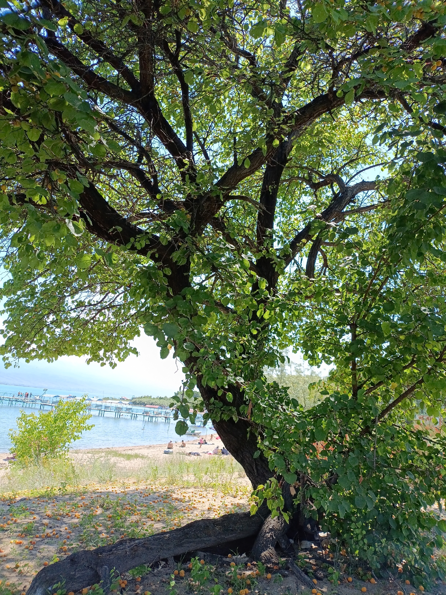 The image depicts a tree with lush green foliage in the foreground, its branches spreading wide. Below the tree, the ground is scattered with numerous small, round, orange fruits, likely apricots, suggesting they have fallen from the tree. In the background, a body of water, appearing to be a lake or sea, stretches out under a clear blue sky. A pier extends into the water, with several small boats docked and a few people visible on and around it. Further along the shoreline, a sandy beach is populated by a few individuals, some appearing to be sunbathing. A thin strip of vegetation separates the beach from the water. The overall scene suggests a tranquil outdoor setting, possibly a park or a recreational area by the water. The mention of the city of Kirpichny, Kyrgyzstan, indicates this location is likely situated near Issyk-Kul Lake, a popular tourist destination.