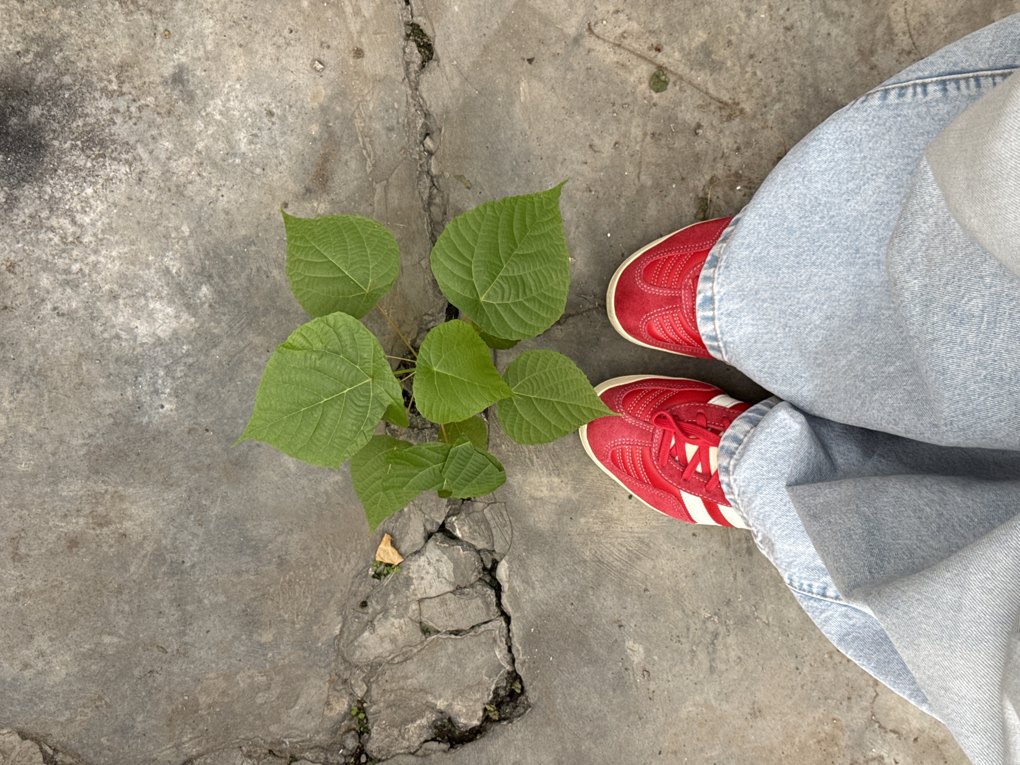 The image is a top-down shot taken outdoors in Ubud District, Indonesia. A plant is growing in a crack in a concrete surface. The concrete is discolored and worn, with multiple cracks extending from the central area where the plant is growing. The plant has several broad, green leaves with prominent veins. A person wearing light blue jeans and red Adidas Samba sneakers is standing next to the plant. The person's right foot is partially visible. The scene has a neutral tone and suggests a juxtaposition of nature and urban decay.