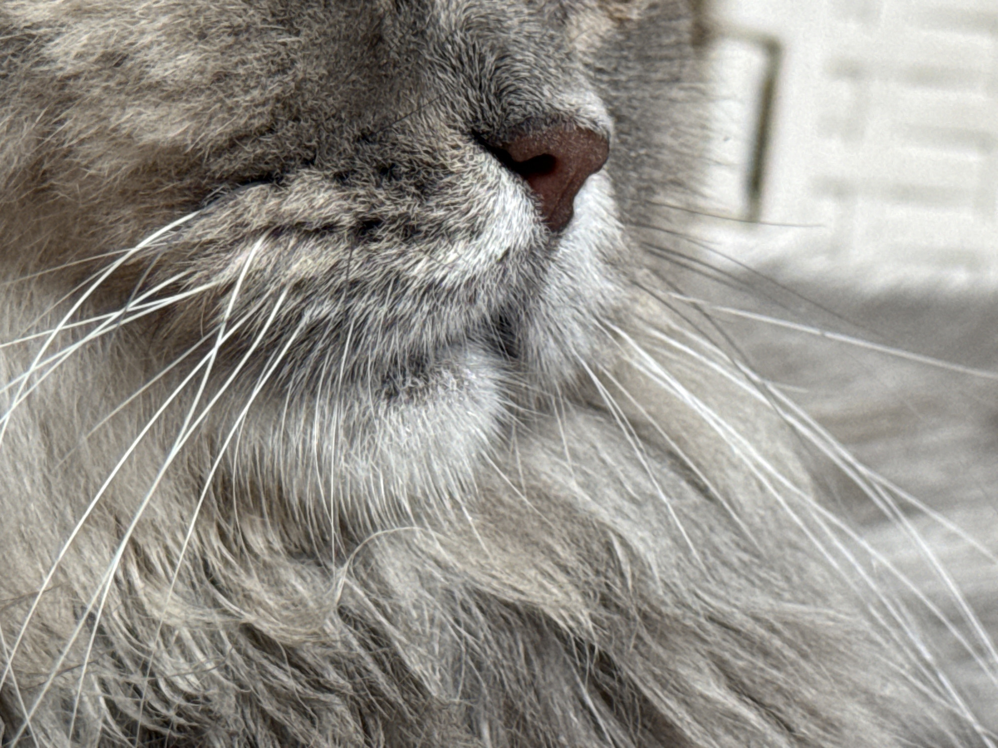 The image is a close-up, high-angle shot of a cat's face, focusing on its nose and whiskers. The cat appears to be light gray with long, white whiskers fanning out from its muzzle. The texture of its fur is visible, appearing soft and fluffy. The cat's nose is a dark reddish-brown color. The background is out of focus and appears to be a light, textured surface, possibly a wall or fabric. There is no indication of the city of Raivka, Ukraine, in the image.