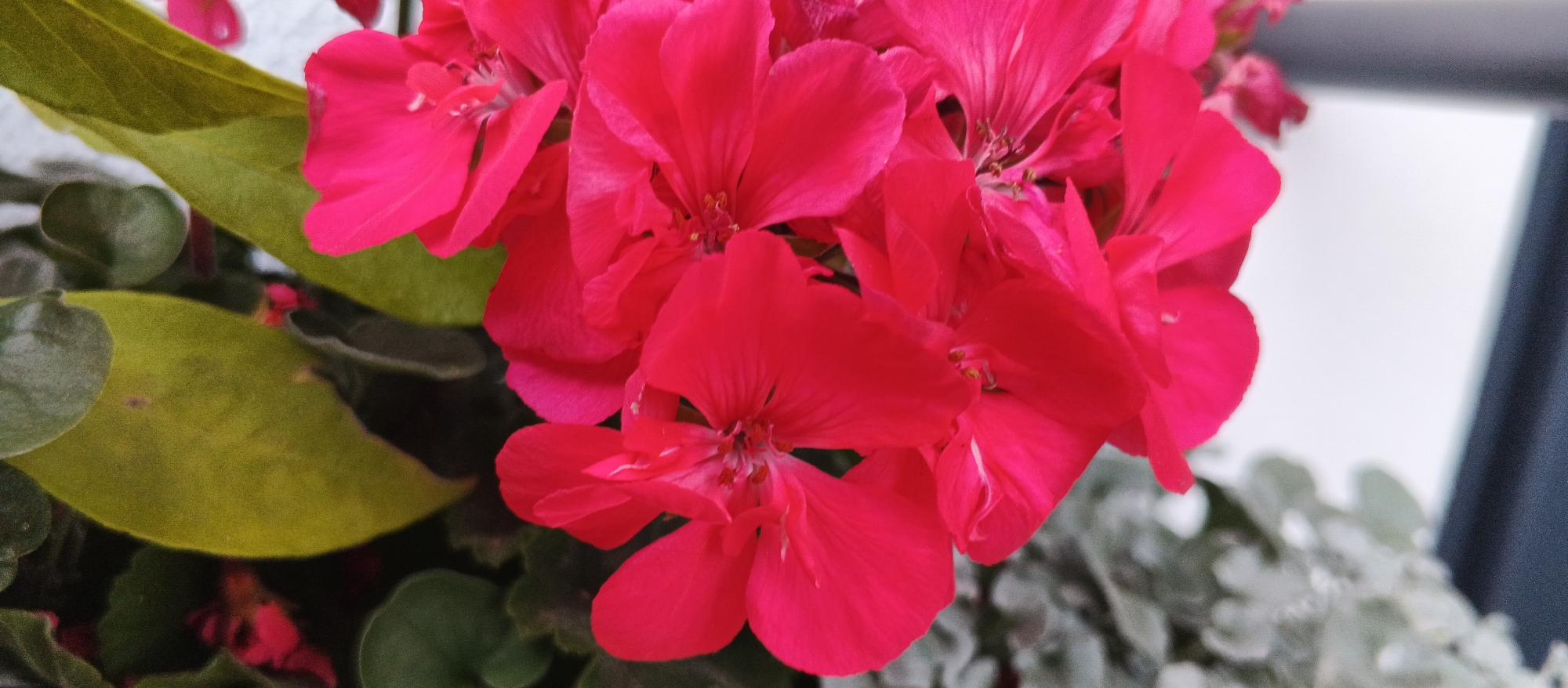 The media file is a close-up, horizontal shot of a cluster of vibrant pink geranium flowers. The flowers are the primary subject, with their petals in various stages of bloom, some fully open, revealing delicate stamens, while others are still forming. Their intense pink hue dominates the frame, creating a striking visual. Surrounding the flowers are lush green leaves, some of which are slightly out of focus, providing a natural backdrop. In the lower right corner, there are hints of silvery-green foliage, possibly from another plant in the arrangement. The background is softly blurred, with a pale, bright area that suggests daylight, possibly near a window or in an outdoor setting. A dark vertical shape on the far right could indicate a wall or furniture. There are no people or text visible in the image. The overall impression is one of natural beauty and the vividness of blooming flowers, evoking a sense of freshness and vibrancy. The setting appears to be a domestic environment, perhaps a garden or a well-lit indoor space where plants are kept.