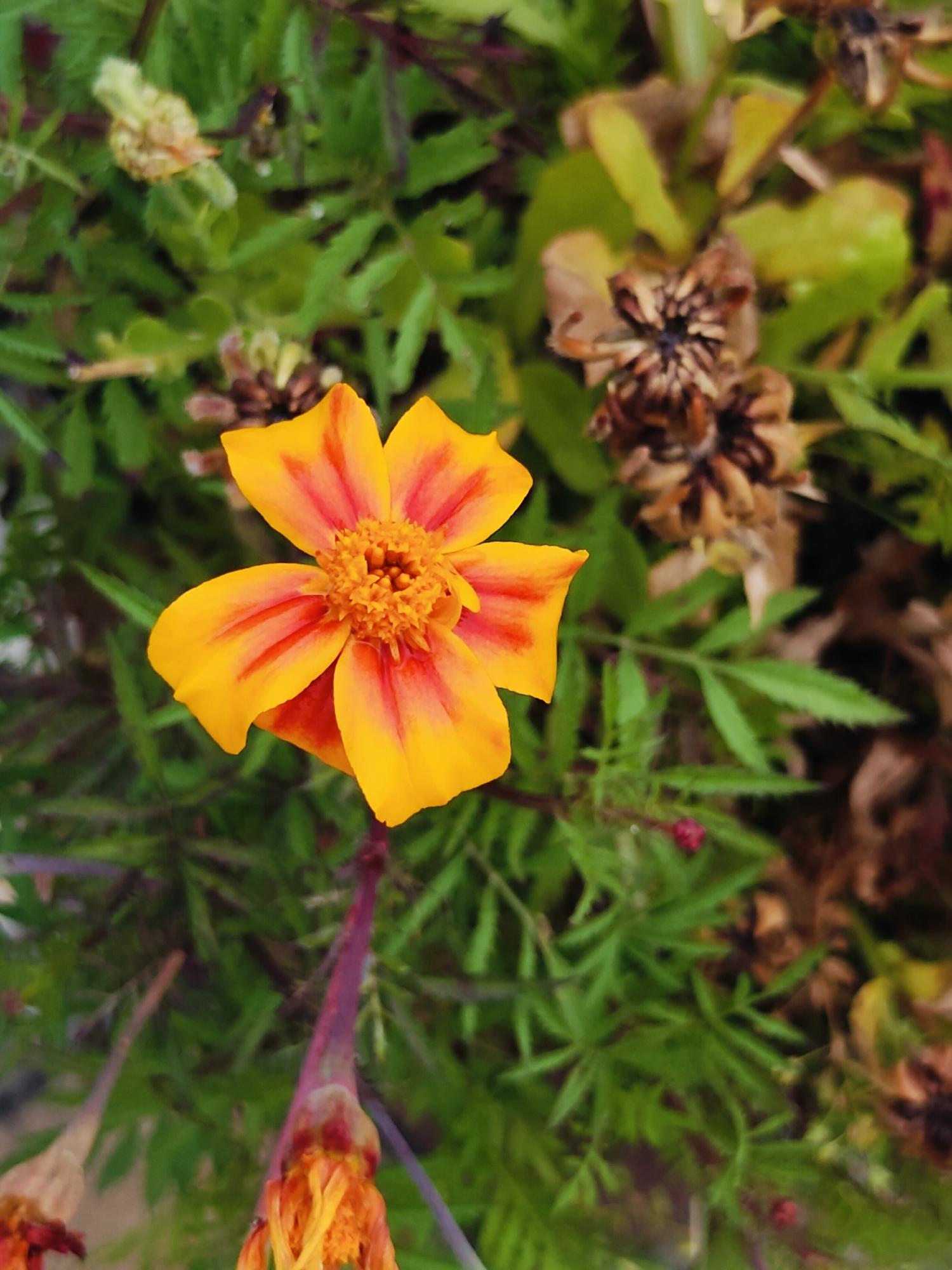 In Vashisht, India, a single, vibrant marigold flower, predominantly yellow with fiery red streaks radiating from its center, is in full bloom. The flower's petals are delicately curved, and its central disk is a textured mass of small, stamen-like structures. Surrounding the bloom is a dense bed of green foliage, characterized by finely serrated leaves. Interspersed with the green are several withered, brown seed heads, their dried petals forming intricate patterns. The stem supporting the main flower is a deep magenta, contrasting with the lighter, dried stems of the faded flowers. The background is a soft blur of greens and browns, suggesting a natural, outdoor setting.
