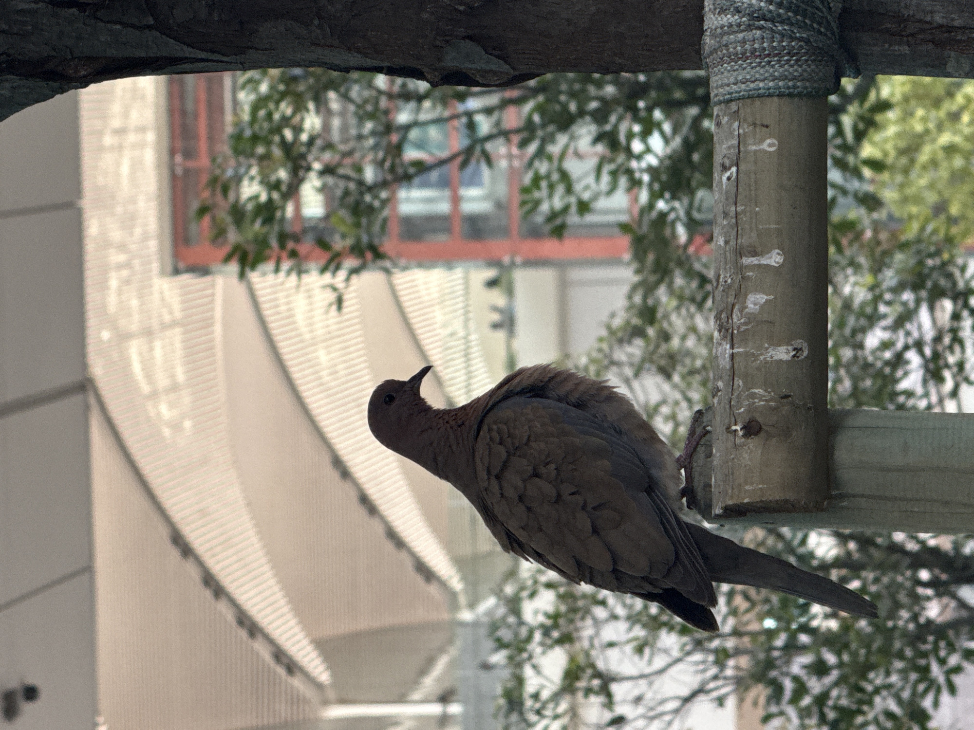 A single brown dove is perched on a horizontal wooden beam supported by a vertical post. The beam appears weathered and has white splatters, possibly bird droppings. The dove is positioned in the center of the frame, facing left, with its head turned slightly upwards and to the left. Its tail feathers are long and tapered, hanging downwards. In the background, a large, modern building with a white, curved roof structure is visible. To the right of this structure and behind the dove, a building with red framing and windows can be seen, partially obscured by green foliage. A tree trunk is on the far right of the image, with its bark textured and rough. The lighting suggests it is daytime, with soft, diffused light. The scene is observed from a slightly low angle, looking up at the dove. The overall environment suggests an outdoor urban setting, possibly in a park or public space. The location is identified as Arnavutköy, Turkey.
