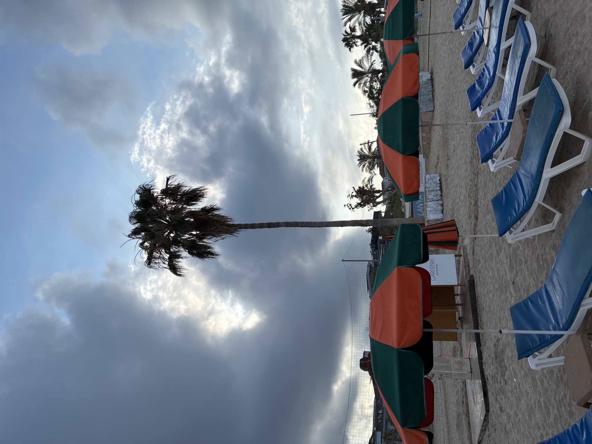 A beach in Alanya, Turkey, is depicted with a cloudy sky and a single tall palm tree. In the foreground, rows of empty blue lounge chairs with white frames are set up on the sand, some with small brown side tables. Several beach umbrellas, alternating in green and orange sections, are open and provide shade. Behind the lounge chairs and umbrellas, a volleyball net is visible, and further in the background, there are buildings and more palm trees. A sign that reads "GARDENIA RESTAURANT" is also visible. The lighting suggests it might be late afternoon or early morning. There are no people visible in the scene.