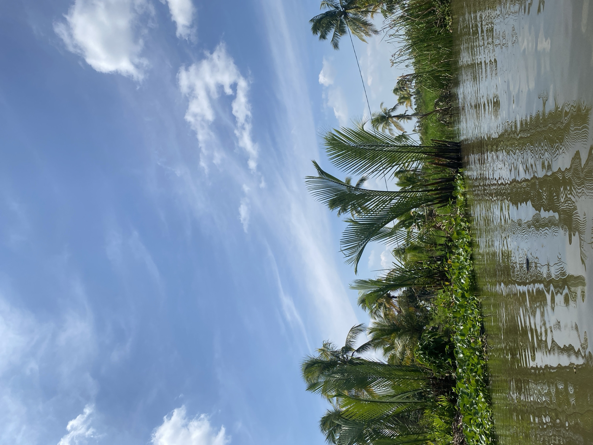 The image depicts a tranquil scene along a body of water, likely a river or canal, bordered by lush vegetation and palm trees. The water reflects the sky, which is a vibrant blue dotted with wispy white clouds, suggesting a sunny day. The foreground is dominated by the calm, rippling surface of the water, its color a muted brown-green, hinting at depth or perhaps the presence of sediment.
Along the bank, a dense collection of greenery thrives. Various plants, including broad-leafed aquatic vegetation and tall, slender reeds, create a thick border. Rising above this, numerous palm trees, some with their characteristic fan-like fronds prominently displayed, reach towards the sky. Their green foliage contrasts with the blue sky and the earthy tones of the water. In the mid-ground, there appears to be a hint of man-made structures or possibly a utility line running horizontally between poles, a subtle indication of human presence in this natural setting.
This scene is highly characteristic of the aquatic landscapes found in Banjarmasin, Indonesia. Known as the "City of a Thousand Rivers," Banjarmasin is characterized by its extensive network of rivers, canals, and floating markets. The dense tropical vegetation, abundant waterways, and the ubiquitous presence of palm trees are all hallmarks of the city's natural environment. The image captures the essence of the riparian life that defines Banjarmasin, where water is not just a feature but an integral part of the landscape and daily life. No people or specific actions are visible, emphasizing the natural, undisturbed beauty of the location.