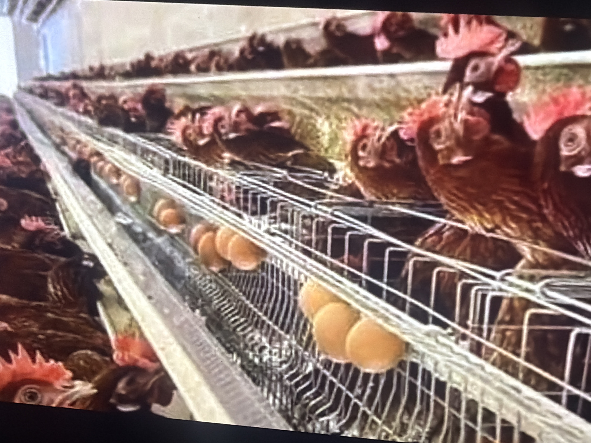The image shows a battery cage system for egg-laying hens, likely in a commercial farm. Rows of cages are stacked vertically, with each cage housing multiple hens. The hens are brown and appear to be of a laying breed, identifiable by their combs and wattles. They are in a confined space with metal grating for flooring. In the foreground, several brown eggs are visible, resting on metal collection trays that are part of the cage system. The environment suggests an indoor setting, possibly a poultry house, with artificial lighting not fully visible. The overall impression is of an industrial-scale egg production facility. The reference to Bukuru, Nigeria, implies this scene is situated in or around that city, indicating a specific geographical context for this type of agricultural operation.