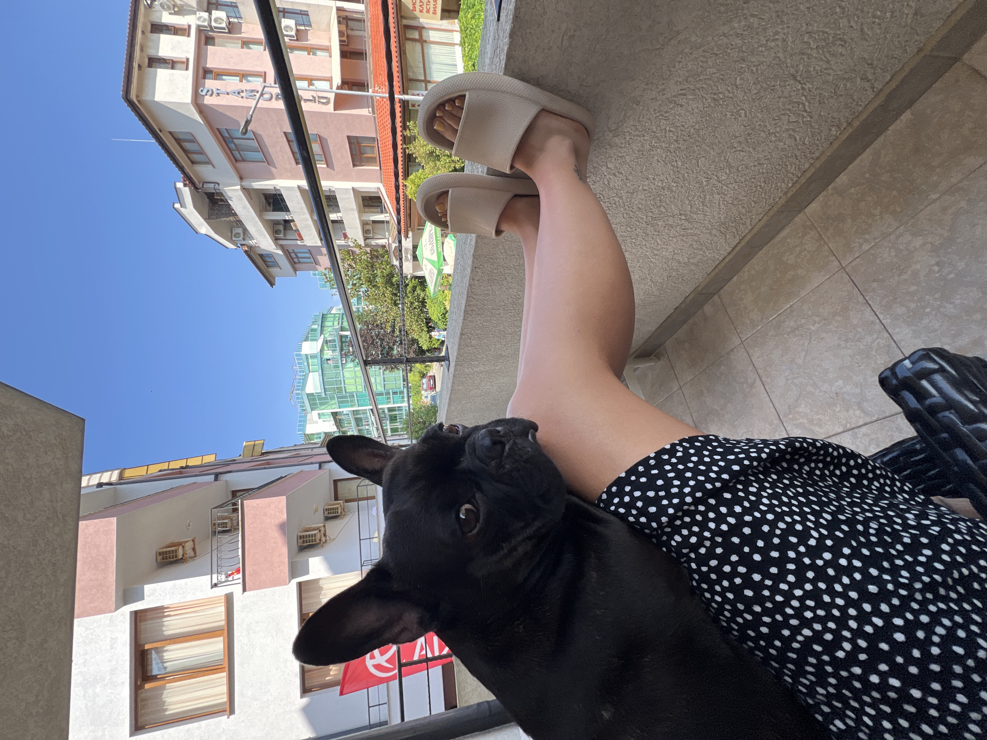 In Primorsko, Bulgaria, a black French bulldog rests on the lap of a person sitting on a balcony. The person's legs are extended, and they are wearing beige slide sandals. The background reveals a clear blue sky above a street lined with buildings, including one with "STAMOPOLU" signage. Trees and other structures are also visible. The balcony floor is tiled.