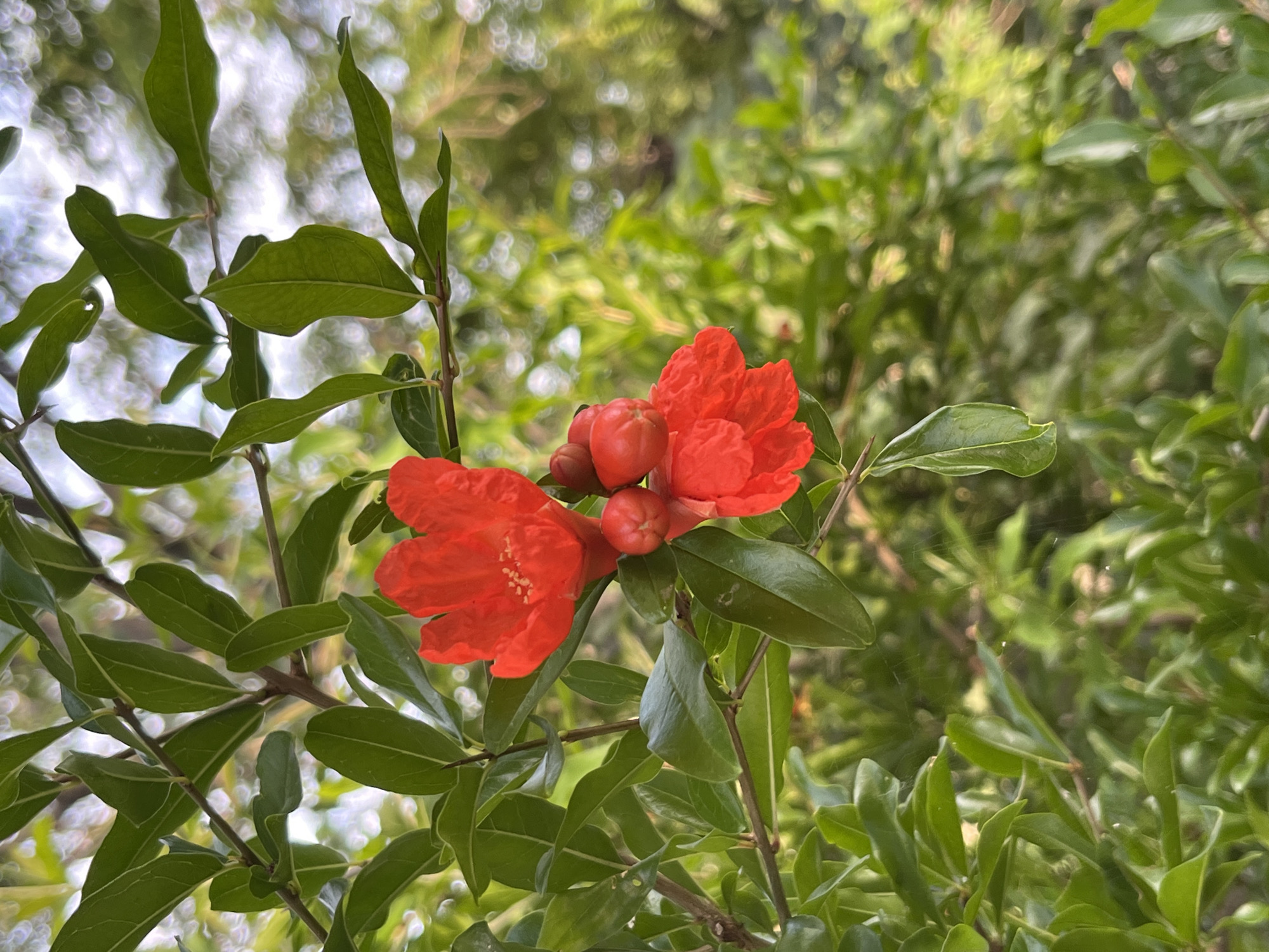 The image shows a close-up of red pomegranate flowers and developing fruit on a branch, surrounded by green leaves. The background is a soft bokeh of green foliage, suggesting an outdoor setting. The scene is likely in Budva, Montenegro, given the context provided, implying a natural or garden environment within the city. There are no people visible in the image. The focus is on the botanical elements, with the light dappling through the leaves creating a natural, slightly blurred effect. A delicate spiderweb is visible in the mid-ground between the leaves.