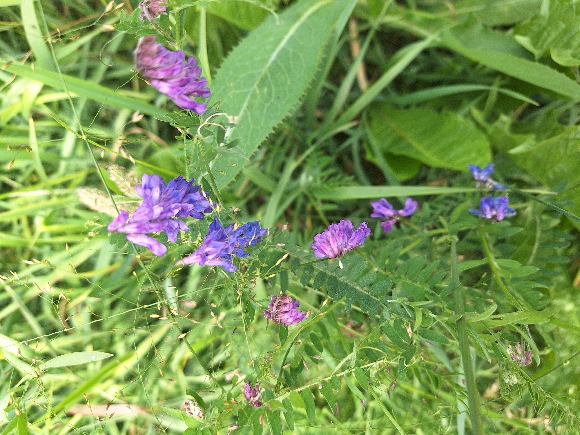 In Gorka-Pokrovskaya, Russia, a close-up, eye-level shot captures a cluster of purple vetch flowers amidst lush green vegetation. The flowers, some in full bloom and others faded, are delicate and clustered on thin stems. Surrounding them are various green leaves and thin blades of grass, creating a natural, slightly wild setting. The lighting is diffused, suggesting an overcast day or the shade of taller plants. The focus is sharpest on the flowers and immediate foliage, with the background softly blurred, drawing attention to the intricate details of the plant life. The overall impression is one of quiet, natural beauty.