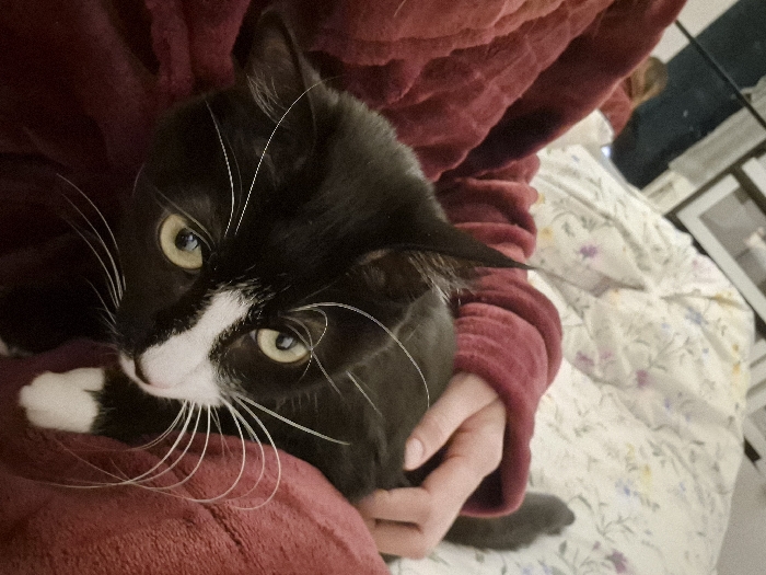 The scene depicts a domestic short-haired cat, primarily black with a white chest, muzzle, whiskers, and front paws, resting on a human's lap or body. The cat exhibits amber-yellow eyes and is looking directly at the viewer. A human's arm and hand, covered by a textured maroon/red fabric, are partially visible, with the hand gently positioned on the cat's back. The immediate foreground and midground are dominated by this maroon/red fabric. In the background, a bed with white bedding featuring a small floral pattern in purple, yellow, and green is discernible. Further background elements are blurred, indicating an indoor domestic setting. The specific location within the city of Strasbourg, France, cannot be determined from the visual evidence provided, as the image depicts an interior scene lacking external geographical identifiers.