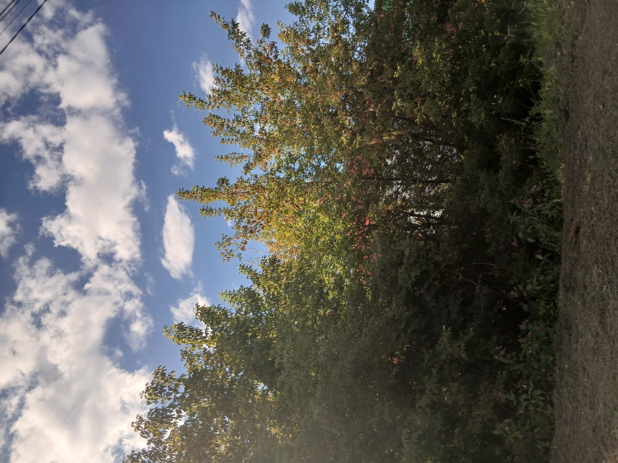 The image depicts a dense cluster of trees and undergrowth against a backdrop of a blue sky dotted with white clouds. The trees have varying shades of green and yellow foliage, suggesting it may be late summer or early autumn. In the foreground, a strip of dry, matted grass or hay runs horizontally across the bottom of the frame. A faint pinkish hue is visible on some of the smaller plants beneath the trees. In the upper right corner, a few black wires are visible against the sky, indicating the presence of overhead power lines. The scene is outdoors, possibly in a natural or semi-natural area within a city, given the presence of power lines. There are no people or animals visible in the image.