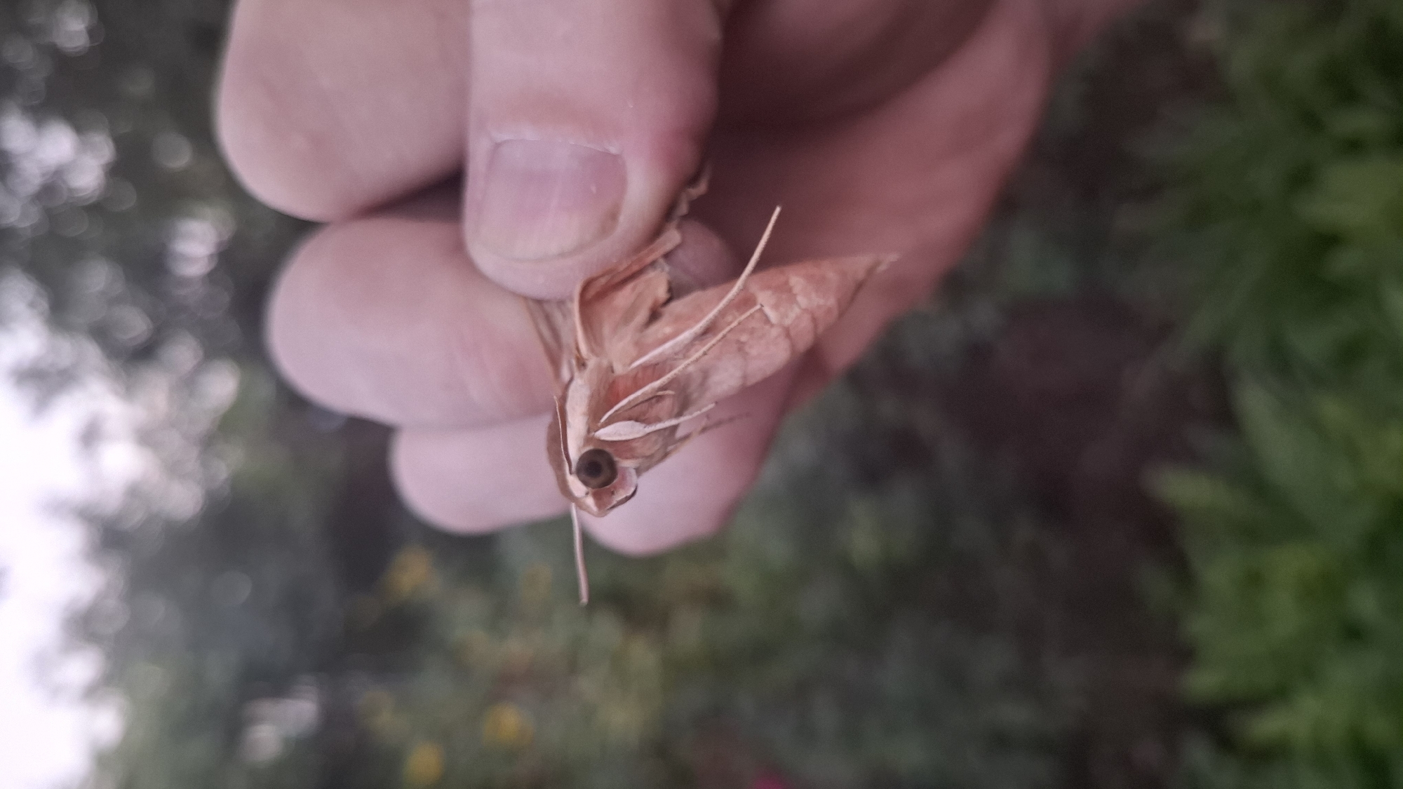 A light brown moth with a prominent eye is held between two fingers of a person's hand. The moth's body is elongated, and its wings are folded. The background is blurred, showing green foliage and some lighter-colored areas that could be sky or flowers. The scene appears to be outdoors, possibly in a garden or natural setting. No specific location in Shubarssu, Kazakhstan, can be identified from the image alone.