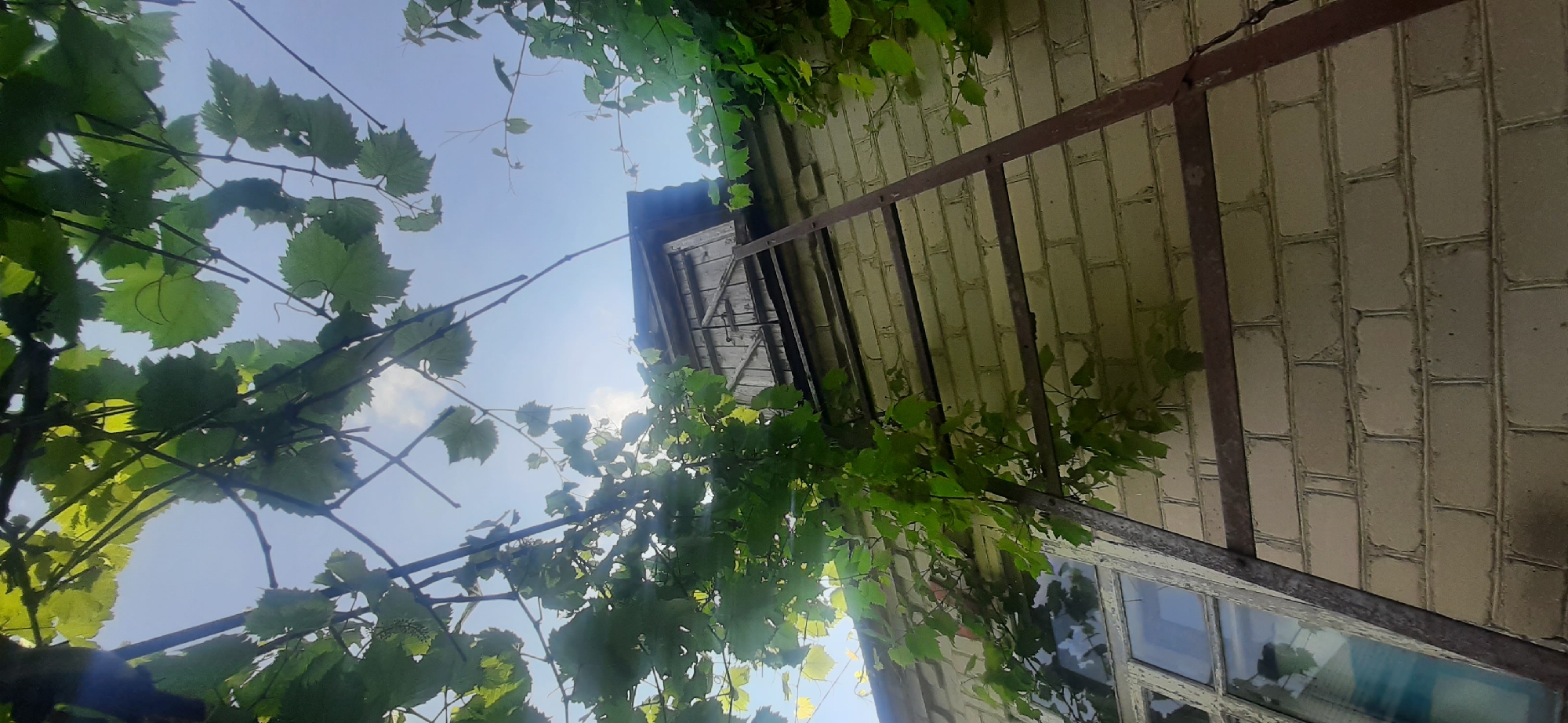 An upward-angle, vertical shot captures a rustic scene in Yessentukskaya, Russia, beneath a bright, hazy sky. In the foreground, lush green grapevines with broad leaves hang from branches, partially obscuring the view. A weathered, dark brown metal ladder, leaning against a light-colored brick wall, extends upwards towards a small, wooden structure. The structure appears to be a dormer or an extension on the roof, with wooden planks forming its walls and roof. A single window with a white frame is visible on the brick wall below the wooden structure. The brickwork is a pale yellow, with dark mortar filling the gaps between the bricks. The overall impression is one of a rural or semi-rural setting, with nature and human construction coexisting in a slightly overgrown and aged state.