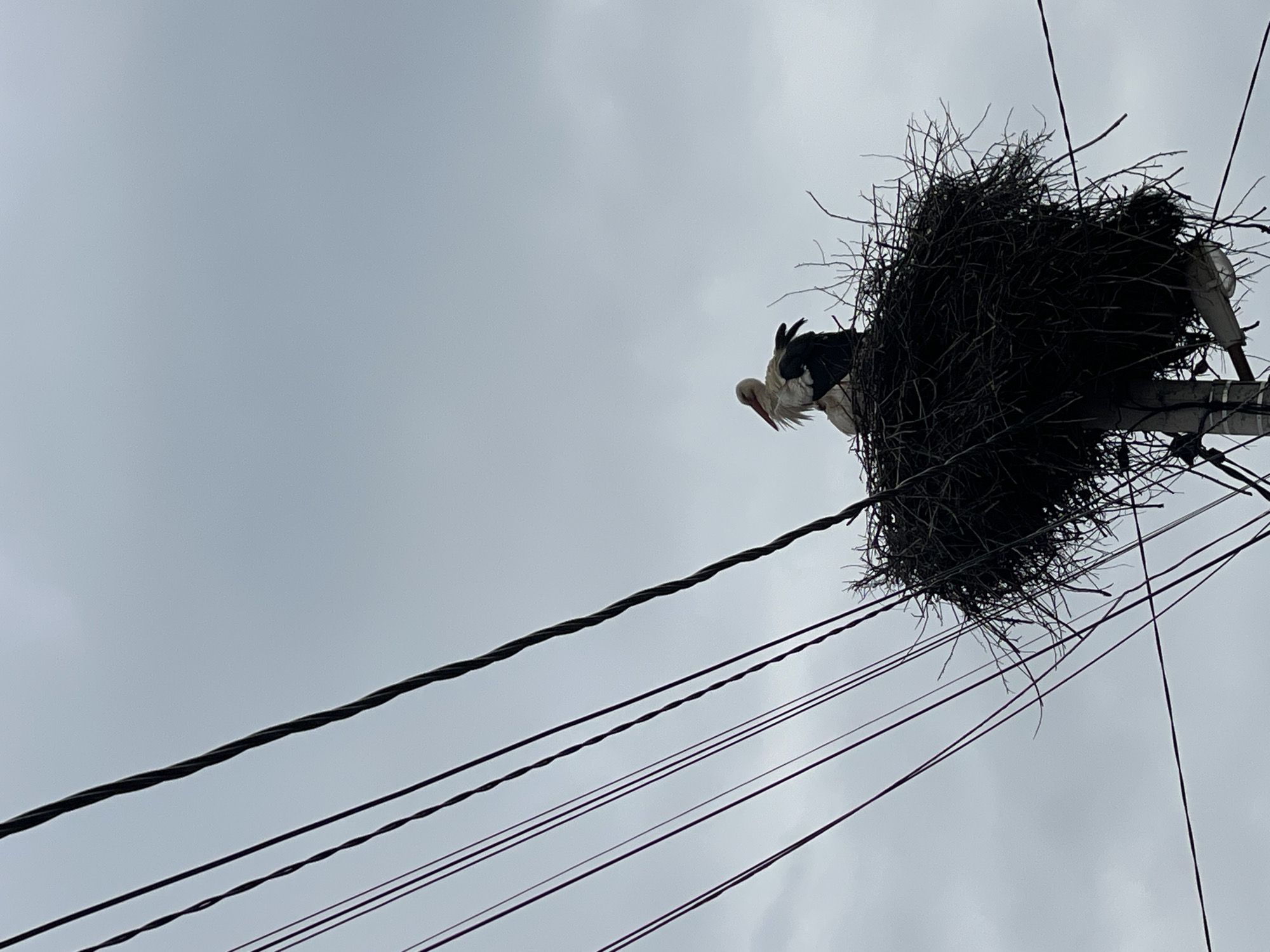 The image depicts a stork nest situated atop a utility pole amidst a network of power lines against an overcast sky. A white stork with black wing feathers and a red beak is visible in the nest. The nest itself appears to be constructed from sticks and branches. The location is Sofia, Bulgaria, due to storks constructing nests on utility poles.