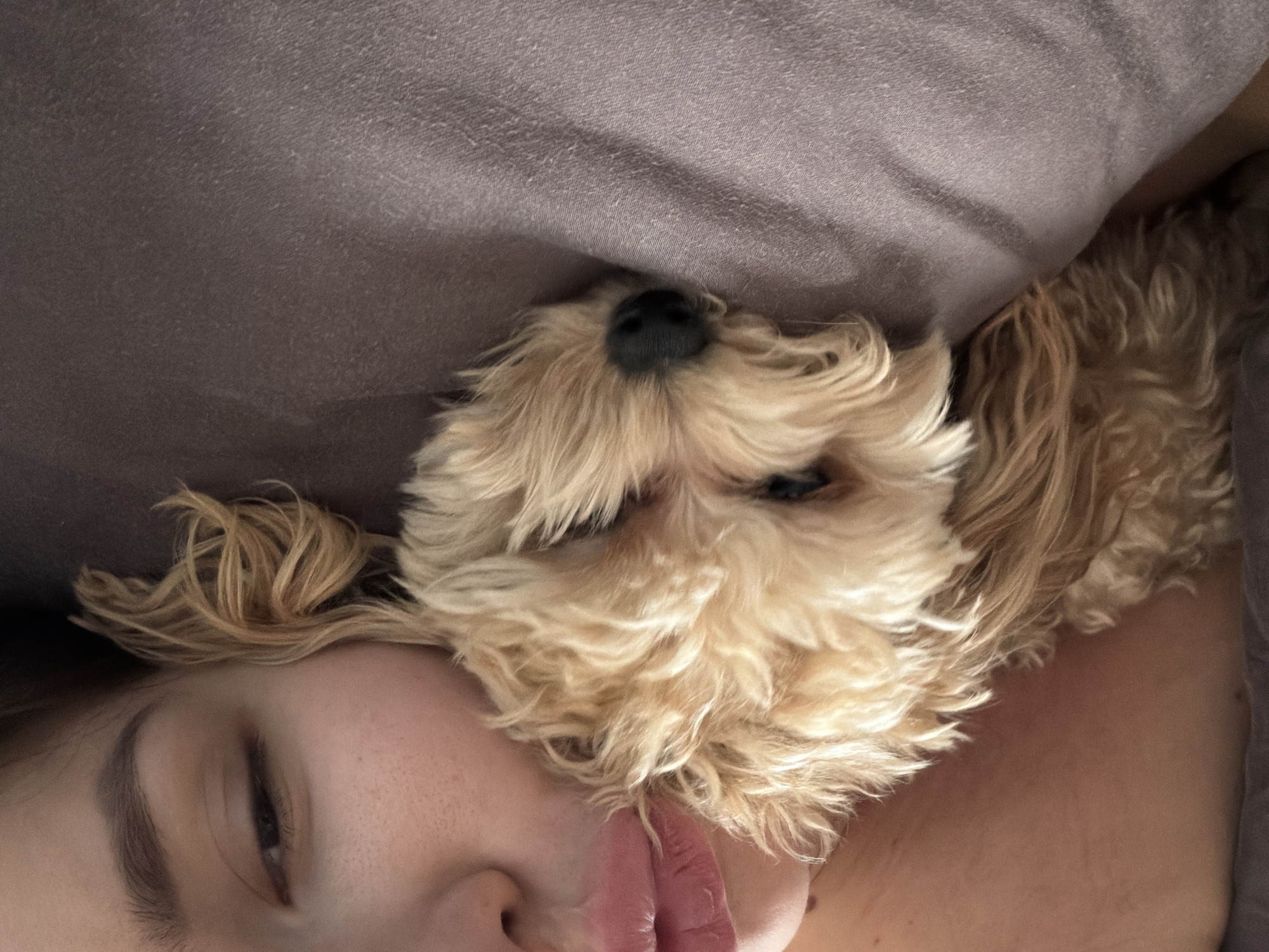 A close-up, intimate image shows a person and a dog lying together. A person, possibly a young woman, is on her side with her eyes closed. The top half of her face is visible, including her eyebrow, cheek, nose, and lips. A small, tan-colored dog, possibly a poodle mix, is nestled close to the person's face. The dog's black nose is visible, and its fur is soft and fluffy. The background consists of a gray fabric, likely a pillow or bedding. There is no information to suggest this image was taken in Moscow, Russia.