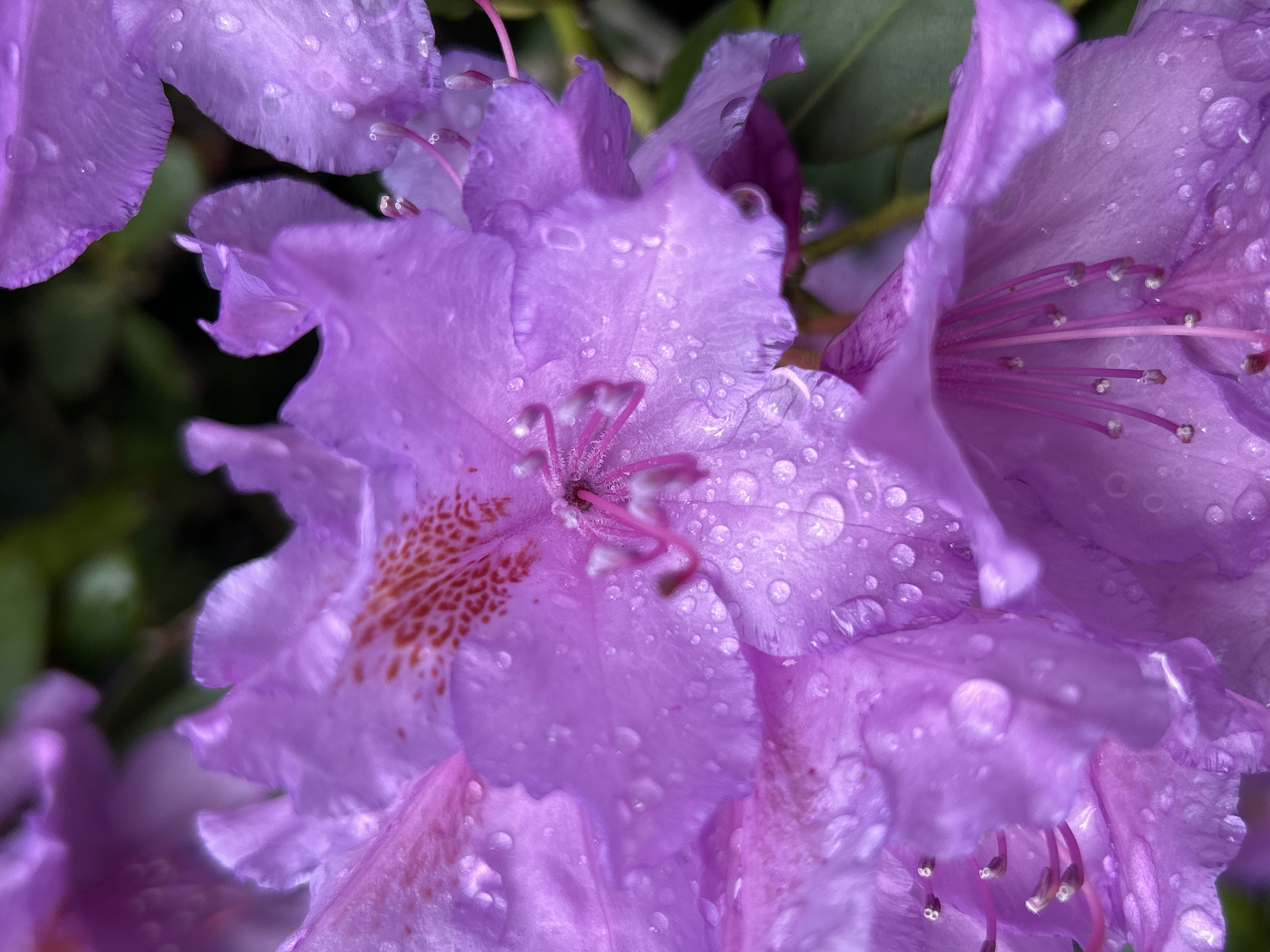 A close-up shot showcases a cluster of purple rhododendron flowers glistening with raindrops. The petals of the flowers are delicately textured, with some featuring red spots near the center. The stamens are visible, and the water droplets are scattered across the petals, adding a fresh, vibrant feel to the image. The backdrop consists of blurred green leaves, providing a soft, natural contrast to the purple hues. The location is Unknown, Unknown.