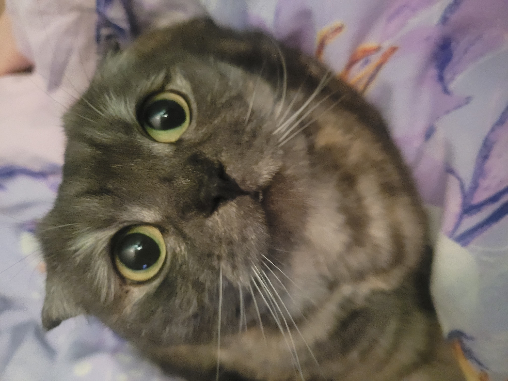 A close-up, tilted, indoor shot shows a gray and brown tabby cat with large, round, yellow-green eyes and a black nose. It is lying on a bed with purple and white floral patterned bedding. White whiskers protrude from its face. The city of Izhevsk, Russia, is not discernible in this image.