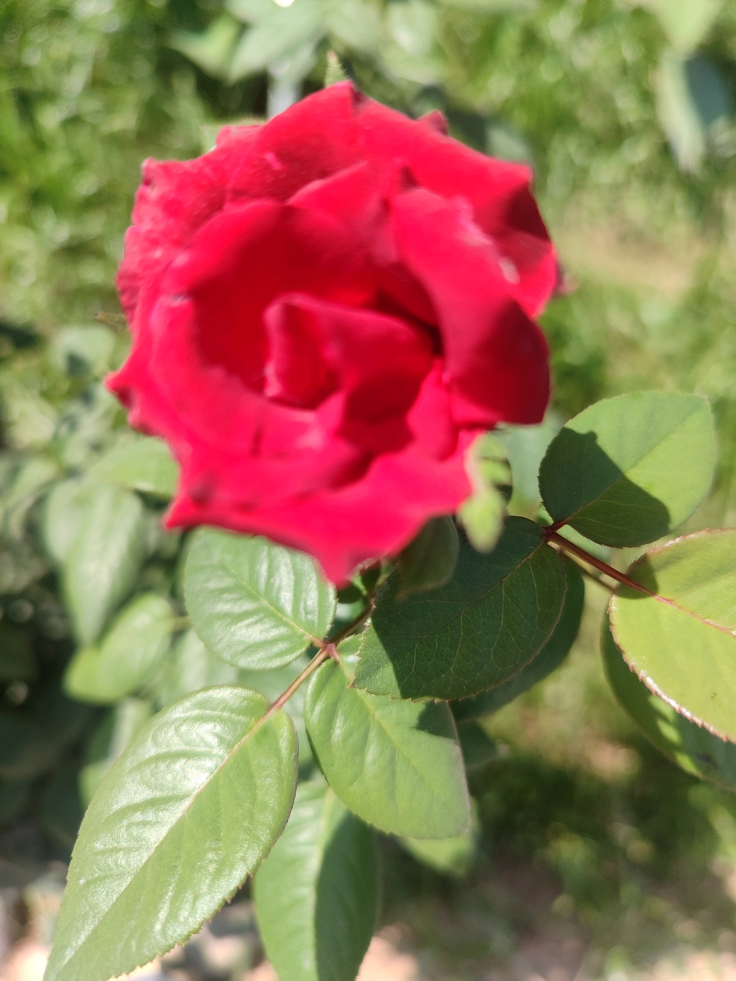 A close-up, vertical, outdoor photograph shows a vibrant red rose in full bloom. The rose is positioned in the upper left quadrant of the frame, with its petals unfurling. Several green rose leaves, with visible veins, are scattered throughout the lower and right portions of the image, casting soft shadows. The background is a blur of green foliage and dappled sunlight, suggesting a garden setting. There are no people or discernible man-made structures visible. The scene is likely a garden in Tashkent, Uzbekistan, given its typical flora and bright, sunny conditions often experienced in the region.