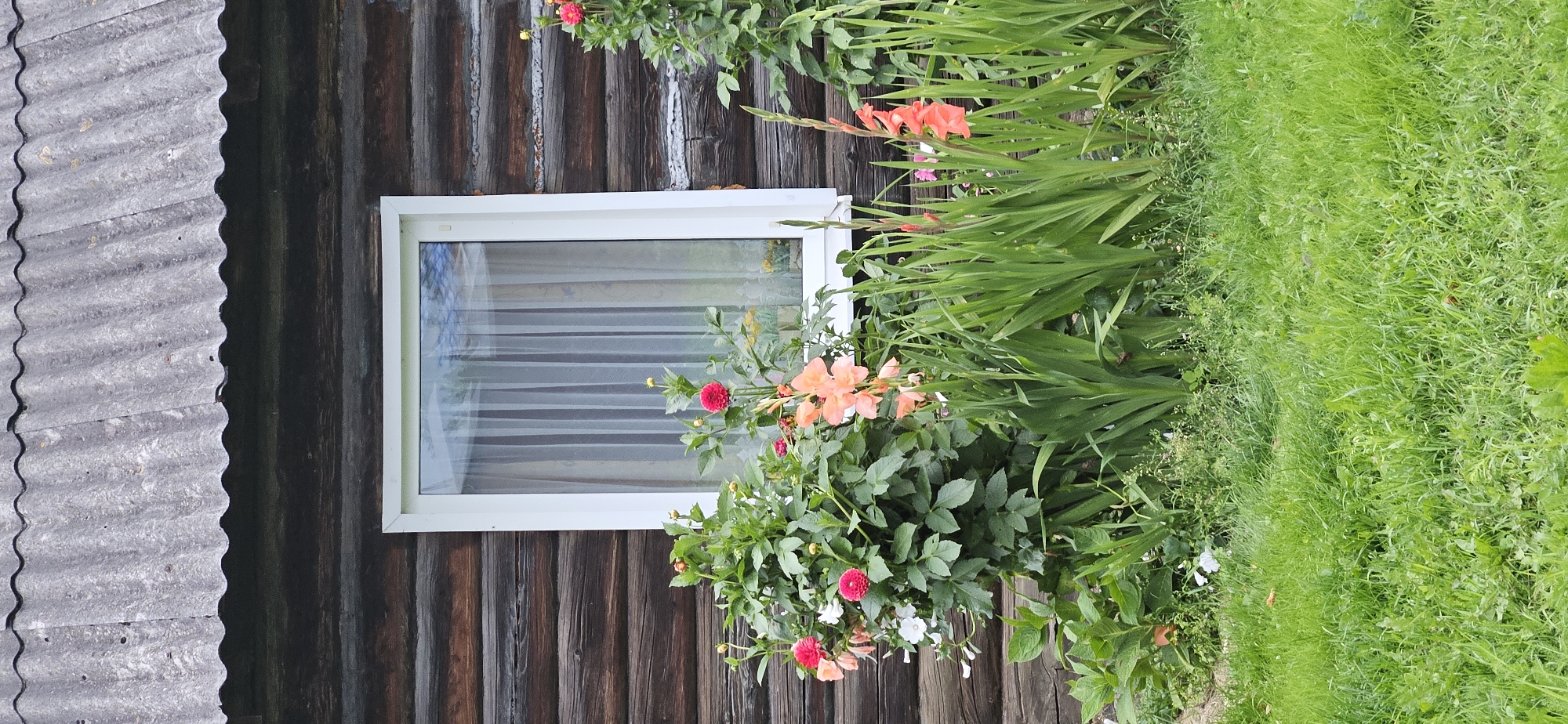 A medium shot shows the side of a rustic log cabin in Mazalava rural council, Belarus. The cabin has dark brown wooden logs and a gray corrugated roof. A white-framed window with sheer white curtains is centered on the cabin wall. In front of the window is a vibrant flower garden featuring pink dahlias, coral gladiolus, and other greenery. The garden is bordered by lush green grass. The scene is a close-up of the cabin's exterior, focusing on the window and the flowers.