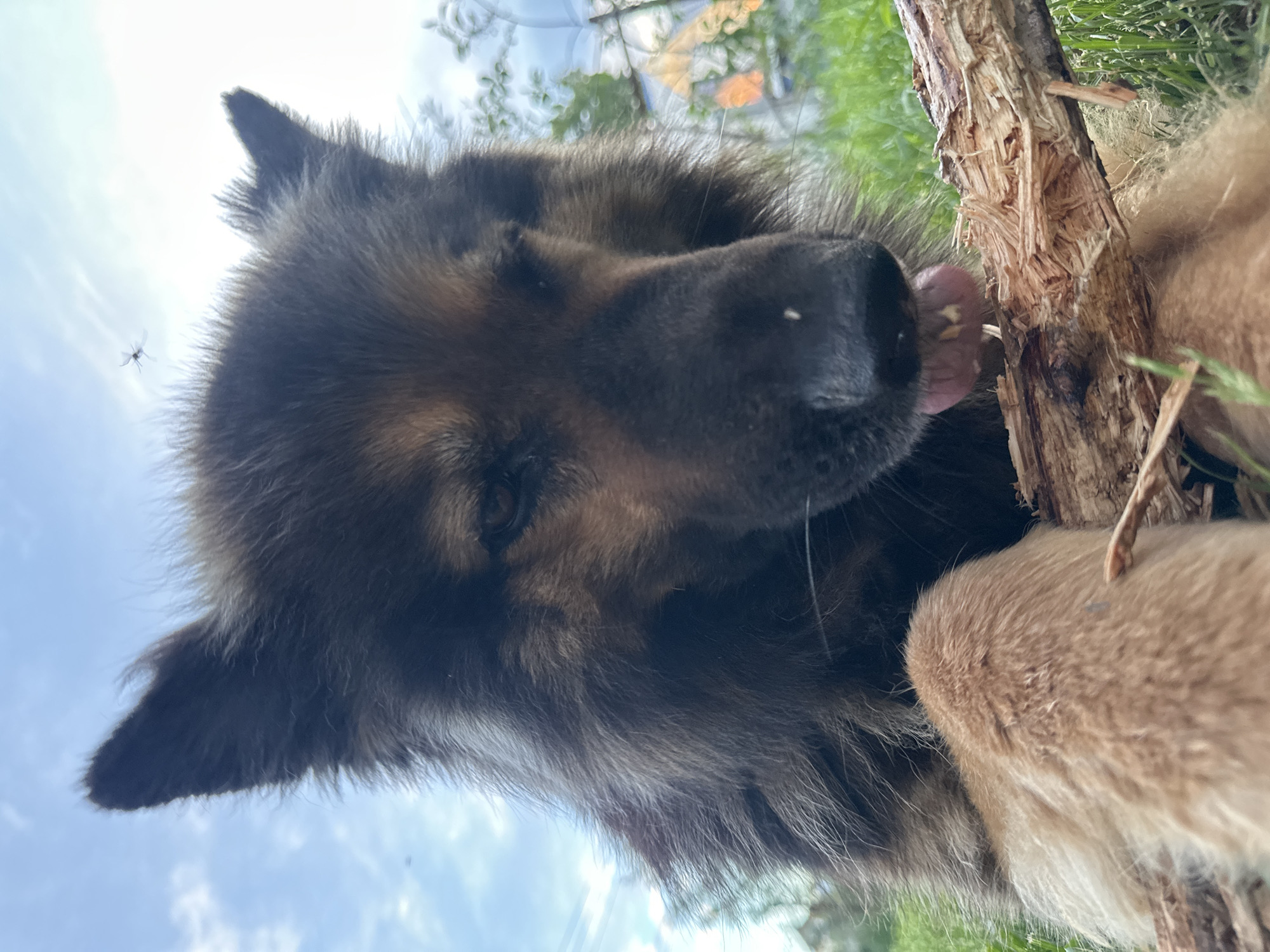 A close-up, low-angle shot depicts a dog, predominantly brown and black, licking a rough-hewn wooden log. The dog's tongue is visible extending towards the wood. A small flying insect is visible in the upper-left corner, set against a background of blue sky and some greenery. The location is indicated as the city of Chaikovsky, Russia.