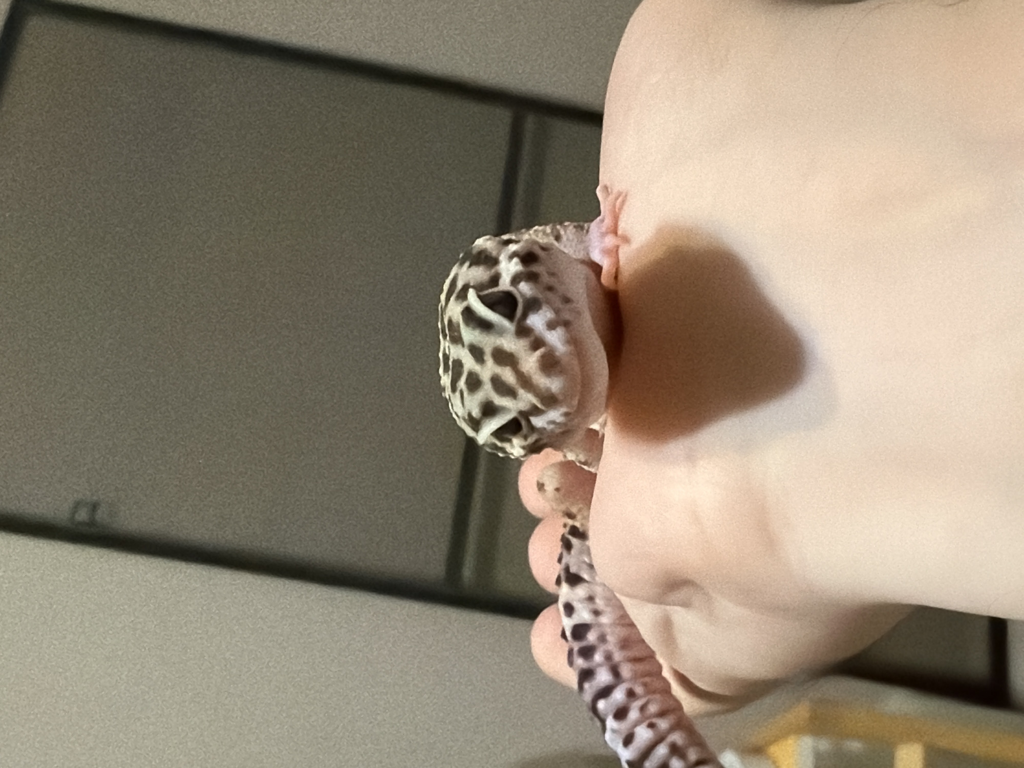 A leopard gecko is perched on a person's hand. The gecko has a spotted pattern on its head and a striped tail. The person's hand is pale. The background includes a blurry window frame and a gray wall. The location of the image is not discernible from the provided visual information.