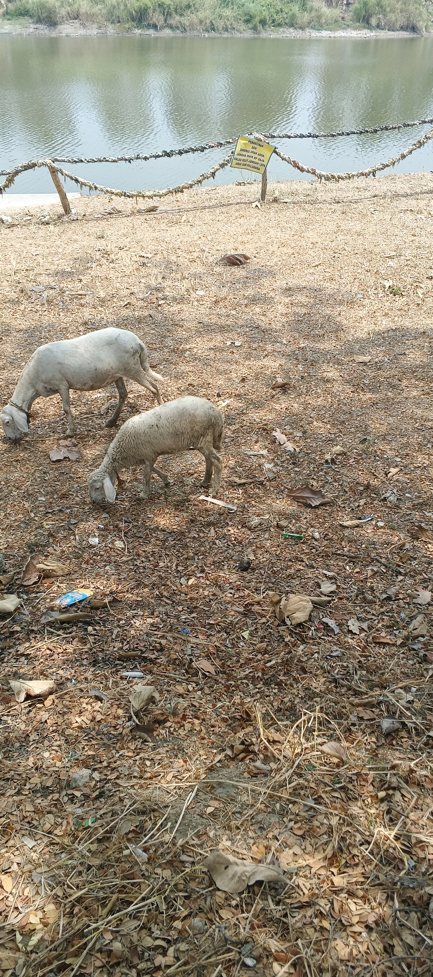 Two light-colored sheep graze on a dry, leaf-strewn ground next to a body of water. The sheep are positioned towards the left side of the frame. A rope fence runs horizontally across the middle ground, separating the sheep from the water. A yellow sign is attached to a post supporting the rope fence, displaying text in Indonesian. The background consists of the water and dense green vegetation on the far bank. The ground is covered in dry leaves, twigs, and scattered pieces of trash. The scene appears to be outdoors in a natural setting, likely near a river or lake.
