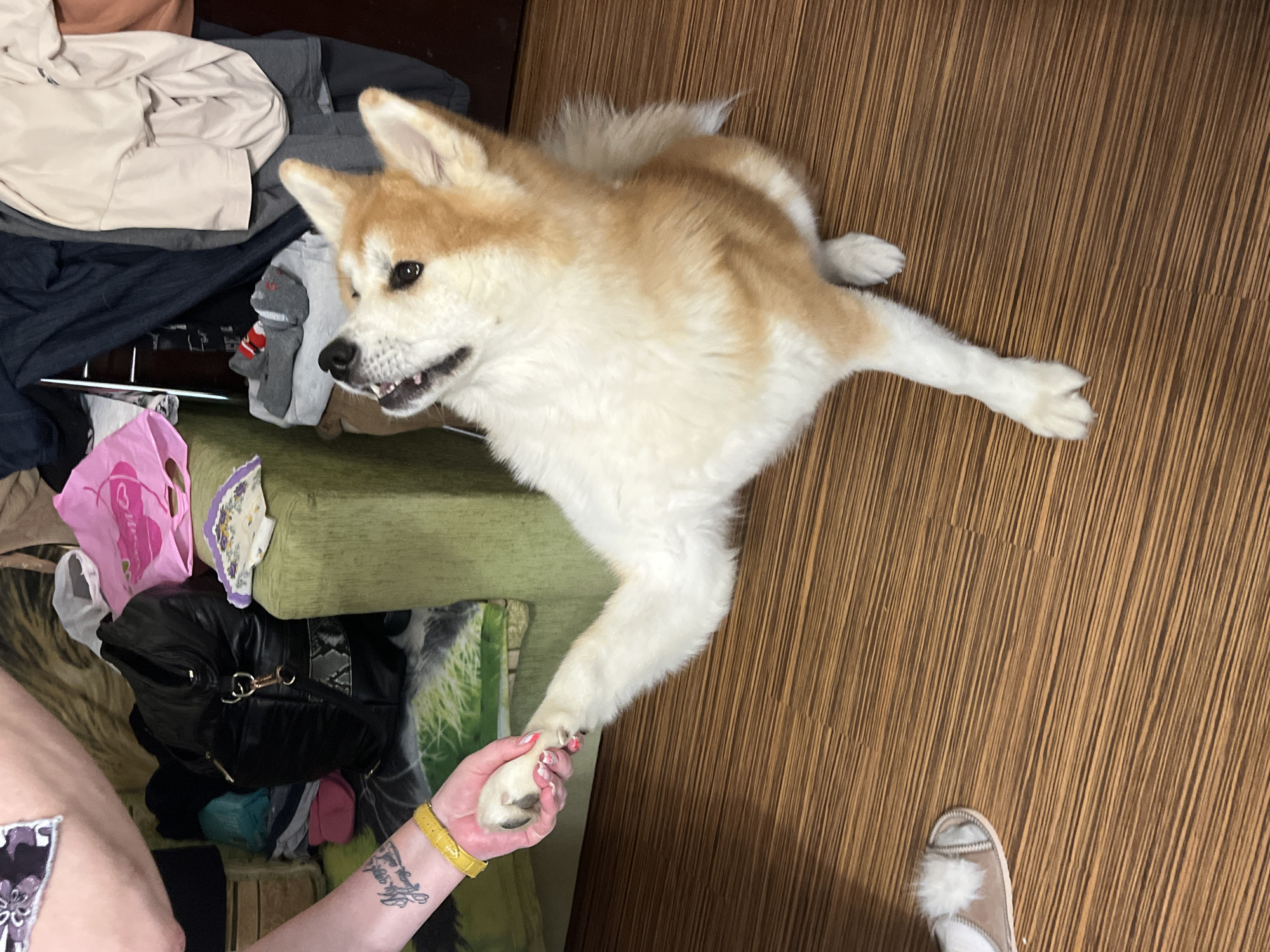 An indoor, overhead shot captures a light-colored Akita-type dog interacting with a human. The dog, predominantly white with patches of light brown fur on its back, head, and ears, is positioned in the center, extending its front right paw into a human hand. The dog's mouth is slightly open, revealing teeth, and its eyes are focused towards the left, giving an alert expression. Its fluffy tail is visible curled over its back.
The human's left arm and hand are visible in the bottom-left corner. The hand, adorned with pink-painted fingernails, gently holds the dog's paw. A yellow wristband or bracelet is worn on the wrist, and an intricate, illegible tattoo is visible on the forearm. In the bottom-right, a human foot wearing a light-colored slipper with a white fluffy pom-pom is seen on the floor.
The setting appears to be a room with light brown, vertically striped laminate flooring. To the left, behind the dog and human arm, is a green fabric sofa or chair, piled high with various items. This cluttered area includes a black handbag, a pink plastic bag with "Del..." partially visible text, a white plastic bag, a patterned handkerchief, and folded clothes in shades of grey, navy, and beige. The lighting suggests an indoor environment. The image depicts a moment of interaction, possibly a training session or a playful exchange, between the dog and the human. The location is Minsk, Belarus.
