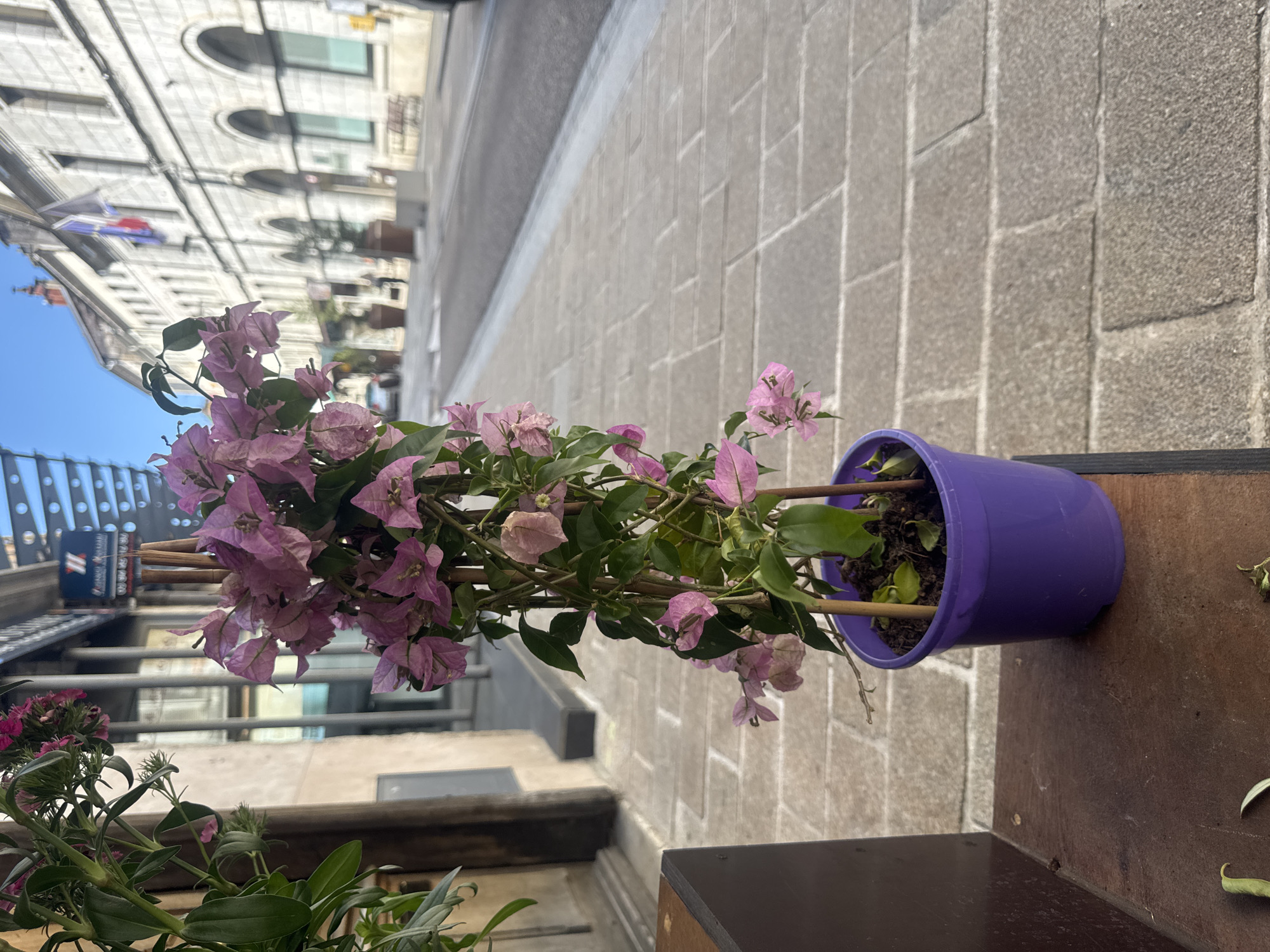 The image shows a potted bougainvillea plant with pink flowers in the foreground, placed on a wooden surface. The plant is supported by thin wooden stakes. In the background, a cobblestone street is visible, lined with buildings. A sign with a red, white, and blue logo is attached to a pole in the middle ground. The architecture suggests a European setting, potentially a European city. The street appears to be in a town or city, with flags visible on one of the buildings. The scene is outdoors on a sunny day.