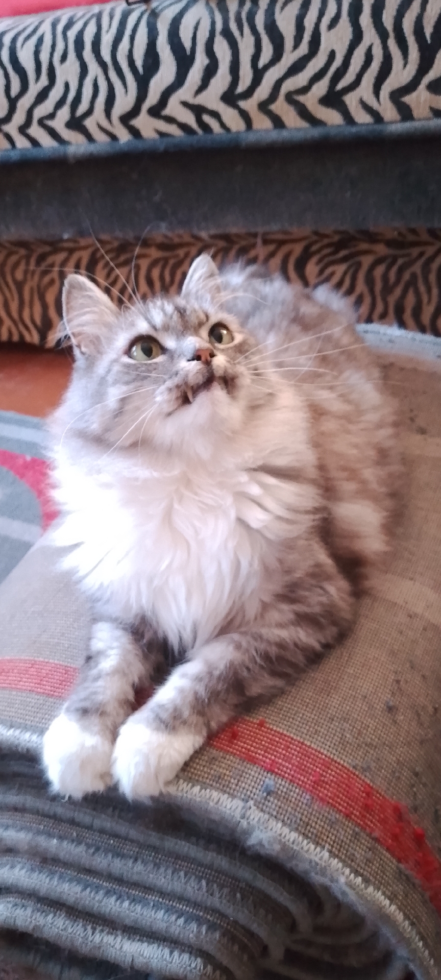 A fluffy grey and white cat with green eyes is lying down on a patterned blanket. The cat is looking upwards with its mouth slightly open. In the background, a couch with a zebra-like pattern is visible. The image does not provide any information about the location in Belgorod, Russia.