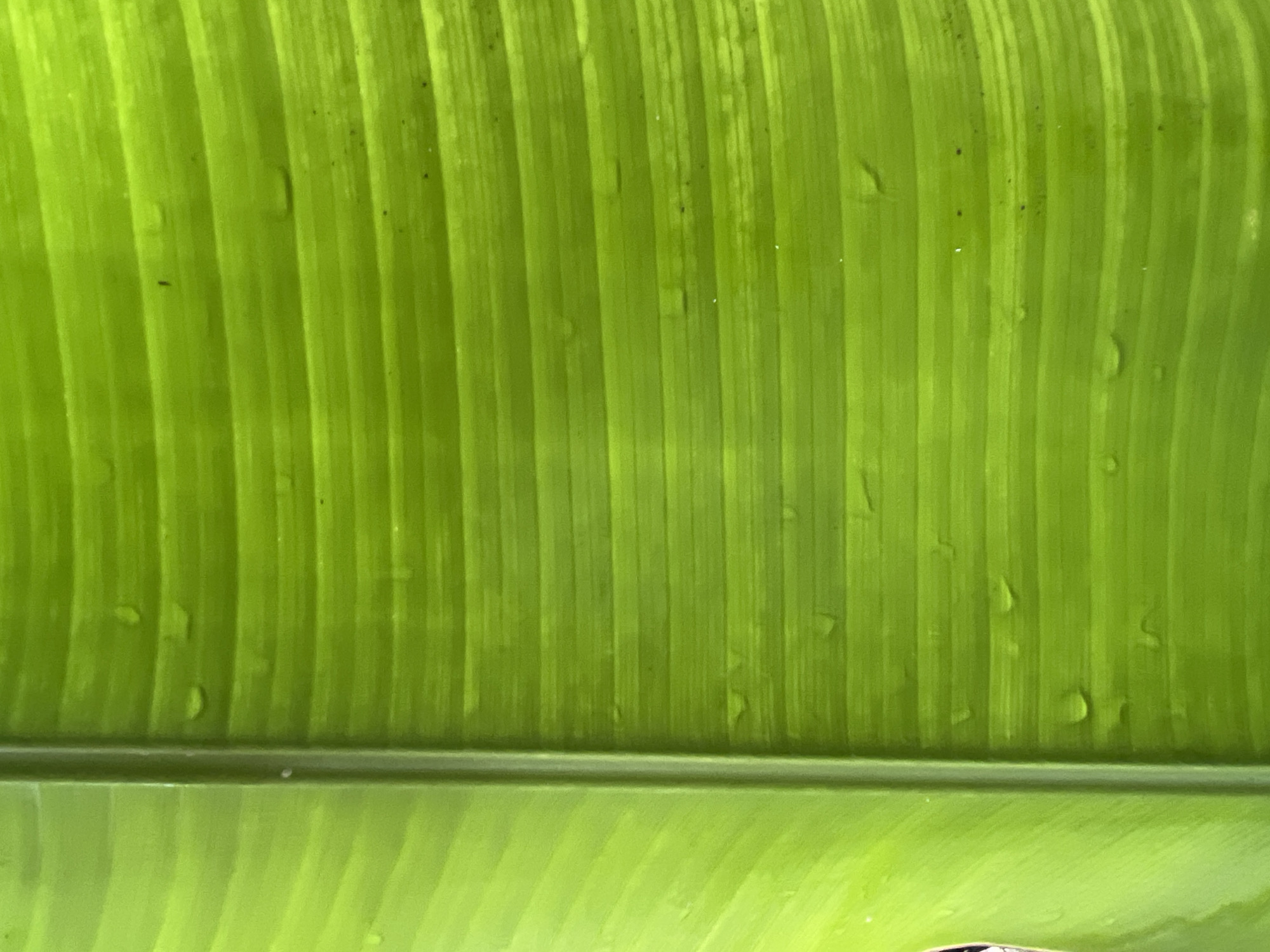 The image shows a close-up of a vibrant green banana leaf. The leaf exhibits parallel veins running vertically across the frame. Small droplets of water are scattered on the surface of the leaf. The bottom part of the image shows another section of the leaf, with a darker green color. The location is Kerobokan, Indonesia. No people, actions, or interactions are visible.