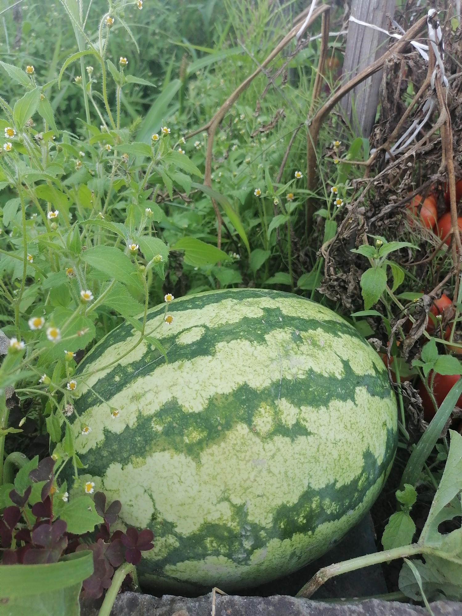 A ripe watermelon with green stripes rests on the ground, partially obscured by green foliage and small white-petaled flowers. Behind it, dried branches and a weathered wooden post are visible, along with hints of red objects, possibly tomatoes, nestled within the undergrowth. The scene suggests a garden or rural setting in Novopokrovka, Russia.