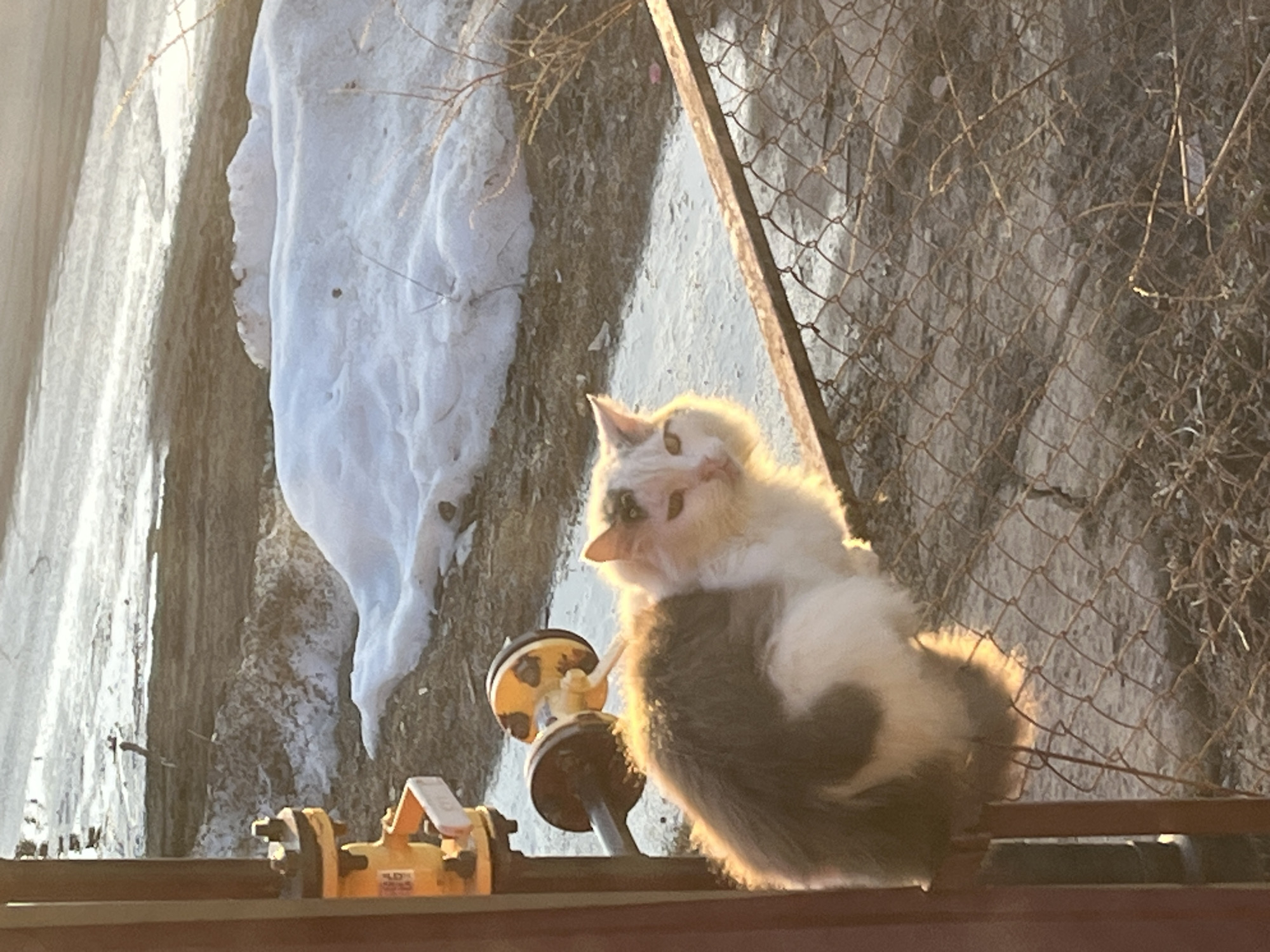 A medium, angled shot captures a long-haired, calico cat in front of a snow-covered slope and chain-link fence. The cat sits on a rusty metal beam near a yellow and orange mechanical device with round, black components. The background reveals a concrete slope with melting snow, and a rusty chain-link fence with dry vegetation. The light suggests an outdoor, daytime setting, likely near Фоки, Russia.