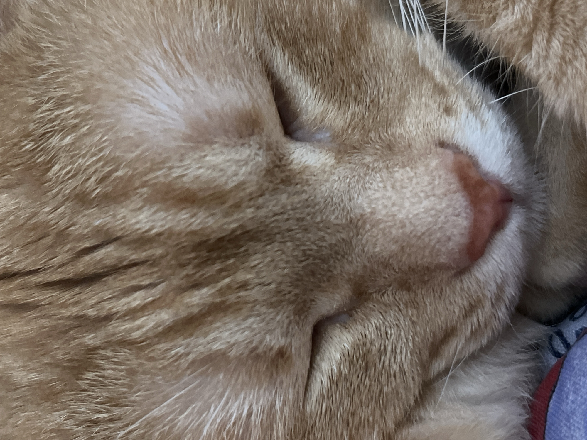 This is a close-up, detailed photograph of an orange tabby cat sleeping. The cat's eyes are closed, and its fur is a mix of light and dark orange stripes. The image is tightly cropped, focusing on the cat's face, including its nose and whiskers. There is no indication of the city of Kar'yer, Russia, or any environmental context. The scene is purely a portrait of the sleeping feline.