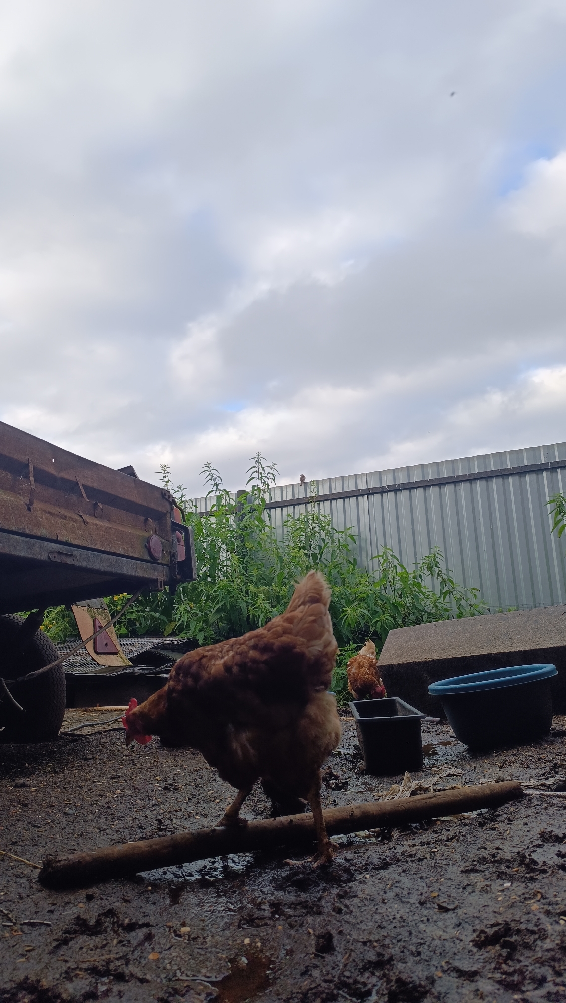 The image depicts an outdoor scene with two chickens foraging on muddy ground. In the foreground, a brown chicken is captured mid-step, with its head lowered as if pecking at something on a long stick lying across the mud. Behind it, another chicken is visible, also foraging. To the left, part of a rusted trailer with a tire is visible. In the background, a silver corrugated metal fence runs horizontally, bordered by lush green vegetation. Above, the sky is filled with a mix of white and grey clouds. The overall setting appears to be a rural or farm environment, possibly in the city of Karsha, Russia, given the prompt's context. There are no people visible in the image, and the focus is on the chickens and their surroundings.