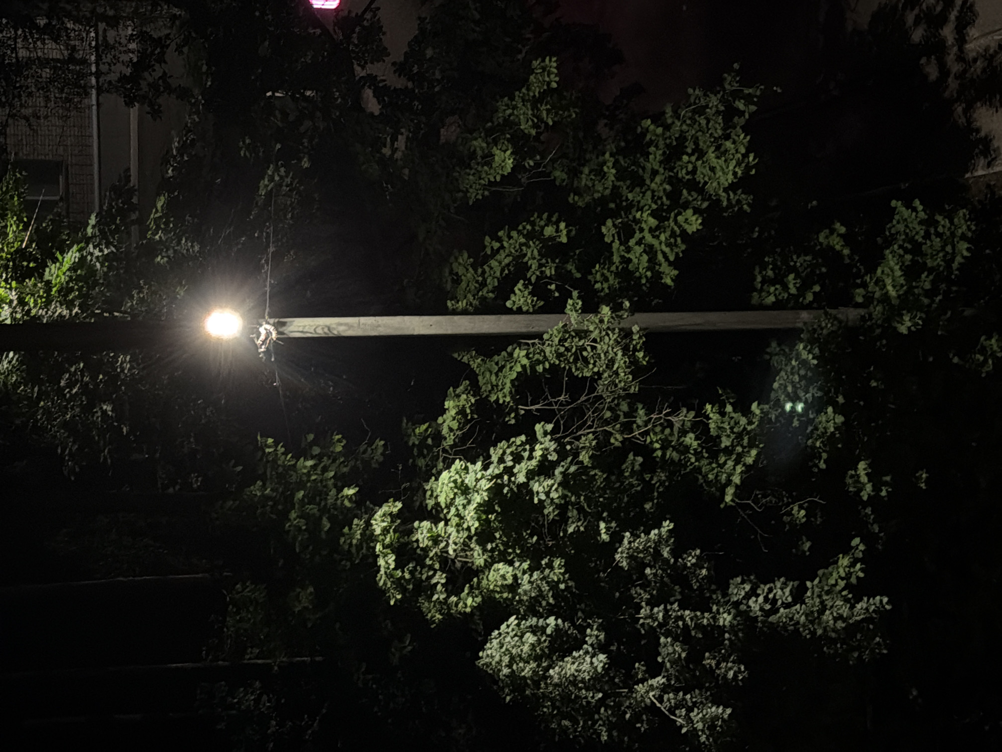 A streetlamp illuminates a dark, leafy tree at night. The light from the lamp casts a greenish glow on the foliage. In the background, a brick building is visible, with windows. The scene appears to be a street in the city of Chaikovsky, Russia. There are no people or animals visible in the image. The lighting is low, and the overall atmosphere is serene and slightly mysterious.