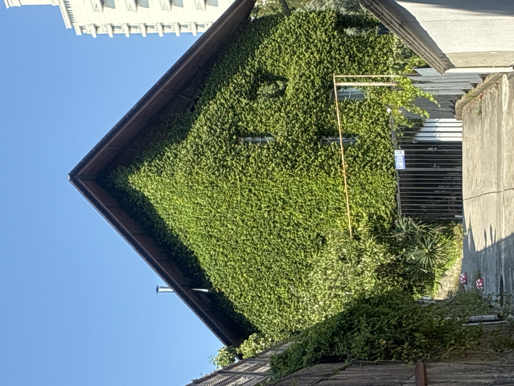 The image depicts a building covered in dense green ivy, presenting a striking visual of nature reclaiming architecture. The building has a prominent triangular roof with dark brown eaves, and two small windows are visible peeking through the foliage on the facade. A metal fence with vertical bars is situated in front of the building, and a yellow horizontal bar extends across the scene above the fence. To the left of the ivy-covered building, a wooden fence runs diagonally into the foreground, also partially covered in vines. A paved pathway leads towards the entrance of the building, bordered by overgrown greenery on both sides. In the distance, a tall, modern white building with balconies stands against a clear blue sky. The scene suggests an urban environment, possibly in a location with abundant plant life, such as Sochi, Russia, known for its subtropical climate. There are no people visible in the image.