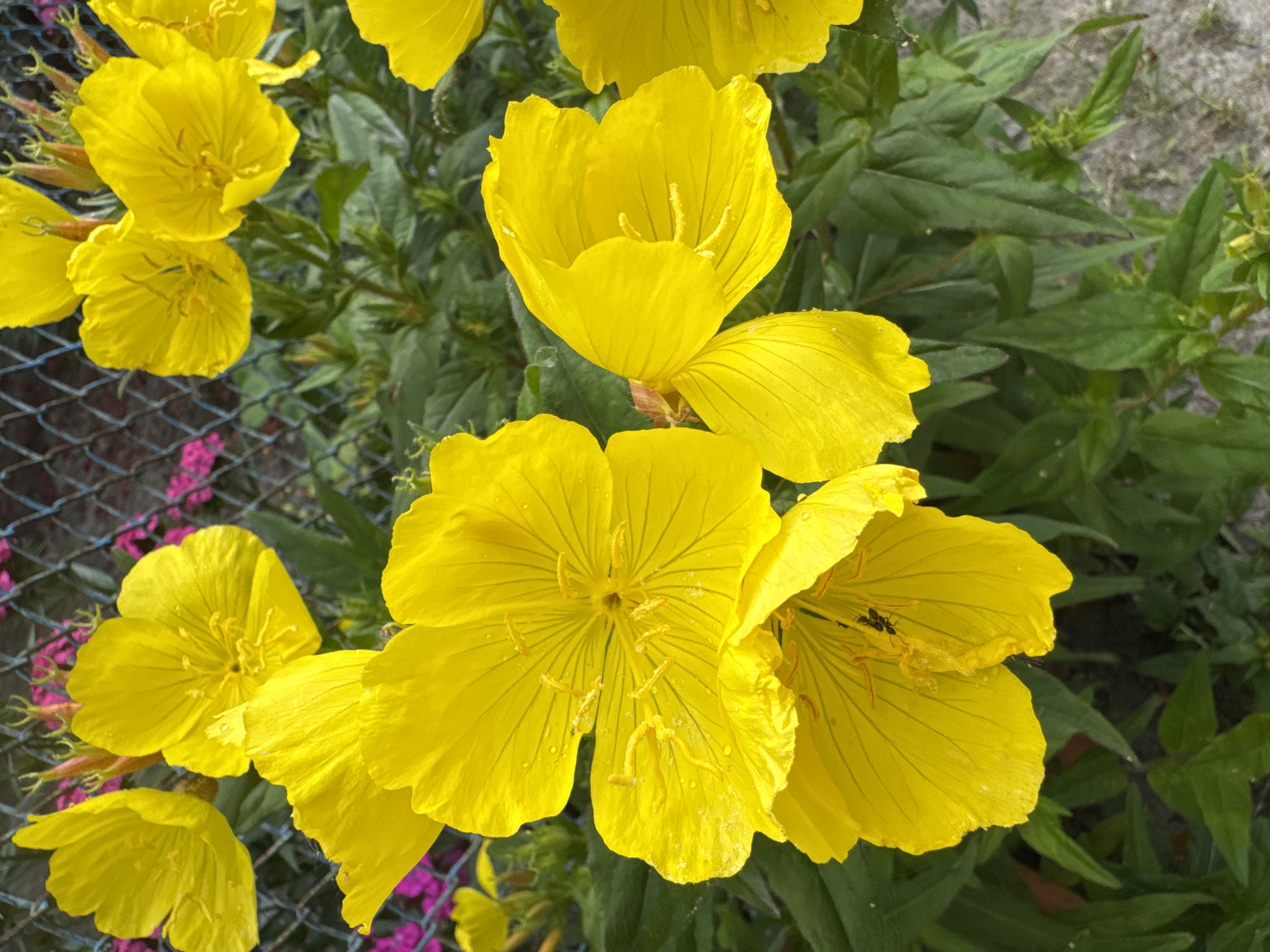 A close-up shot captures several bright yellow flowers, likely evening primroses, blooming in a garden. The petals are delicate and crinkled, with thin, dark veins radiating from the center. In the foreground, one of the flowers has tiny water droplets on its petals, suggesting recent rain or dew. A small black insect, possibly an ant or a small beetle, is visible on the petal of another flower. The flowers are arranged in clusters, with some buds still closed. The background consists of lush green foliage, and a wire fence can be seen in the lower left portion of the image, with hints of pink flowers behind it. The ground appears to be stony or gravelly. The lighting suggests it is daytime, with soft sunlight illuminating the flowers. The overall impression is one of natural beauty and the quiet activity of a garden. No text is visible in the image. The location is identified as Berezhany, Ukraine.