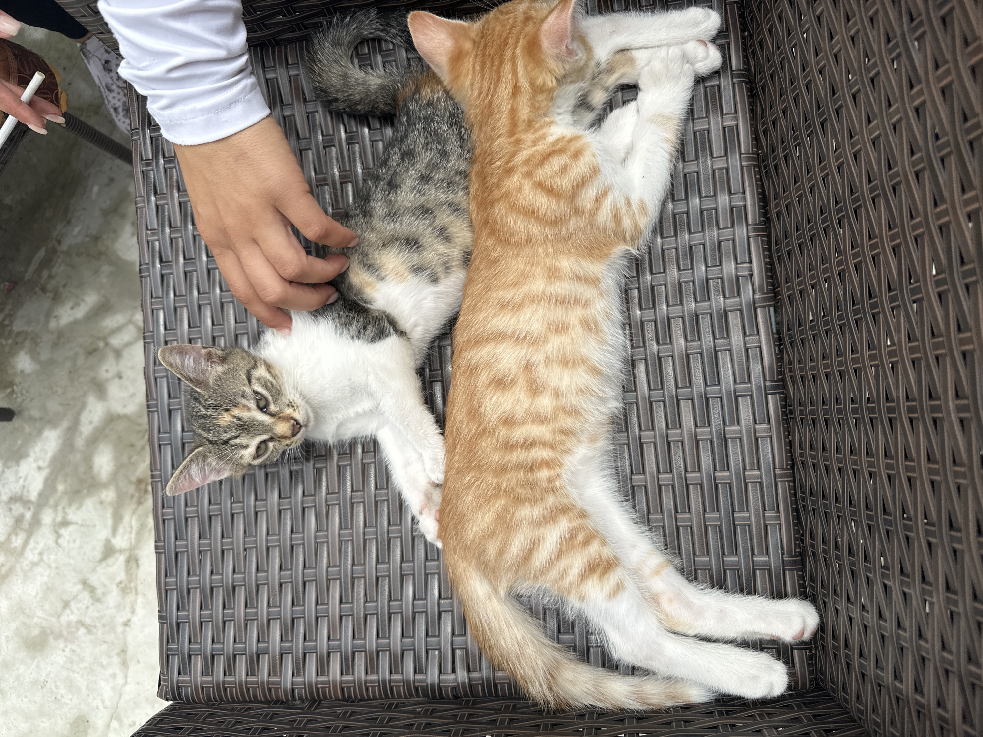 Two kittens are resting on a woven brown chair. The kitten in the foreground is orange and white, lying on its side with its head down. The kitten behind it is a tabby with white markings and is lying on its stomach, with a person's hand petting it. The person is wearing a white long-sleeved shirt. The background appears to be a concrete surface. The image does not provide information about its location in the city of General Toshevo, Bulgaria.