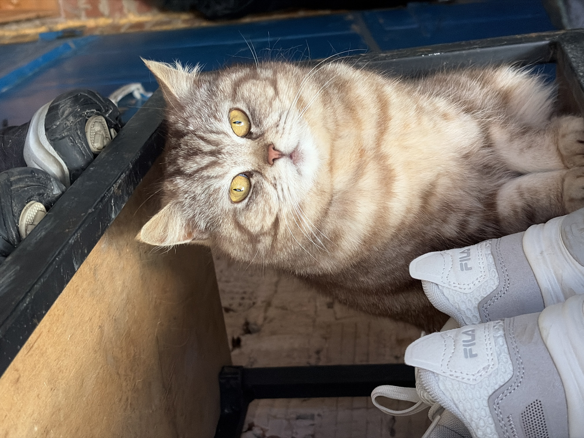 A tan and gray tabby cat with yellow eyes lies inside a black and tan storage unit. The cat’s head is tilted upward and to the left, facing the viewer. At the left side of the storage unit are a pair of black and white athletic shoes, and at the right are a pair of gray and white Fila athletic shoes. The background is a light tan-colored wall with a blue object above the storage unit. The location is unspecified in the image.