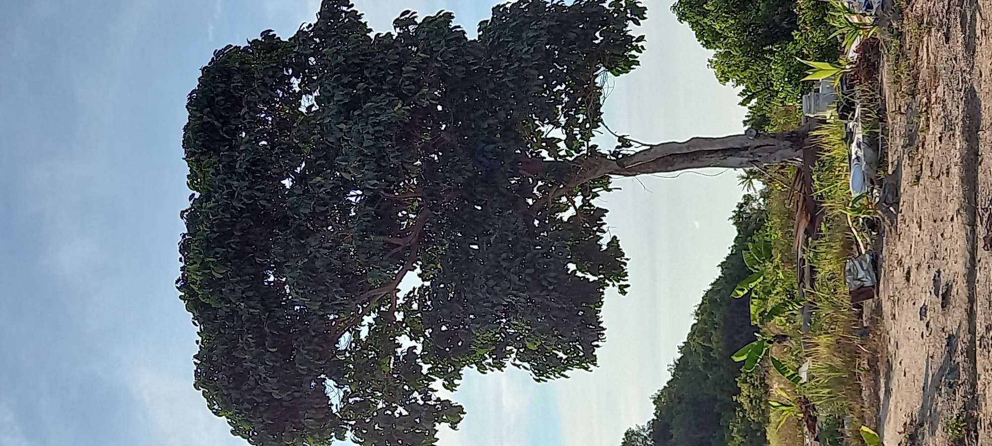 The image depicts a large tree with dense green foliage against a sky backdrop, likely in Baan Wang Ta Kien, Thailand. The tree appears to be the primary subject, with its trunk visible and substantial branches extending outwards. In the background, there's some additional greenery and a sandy or earthy area interspersed with small plants. Some metallic debris is also visible near the ground. The overall environment suggests a semi-rural or undeveloped area. The image is slightly tilted.